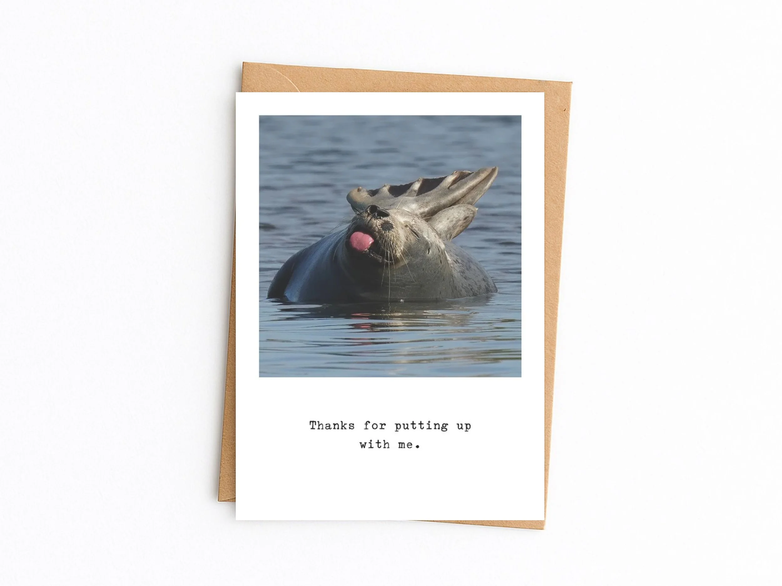 Thanks for putting up with me. Harbor Seal.