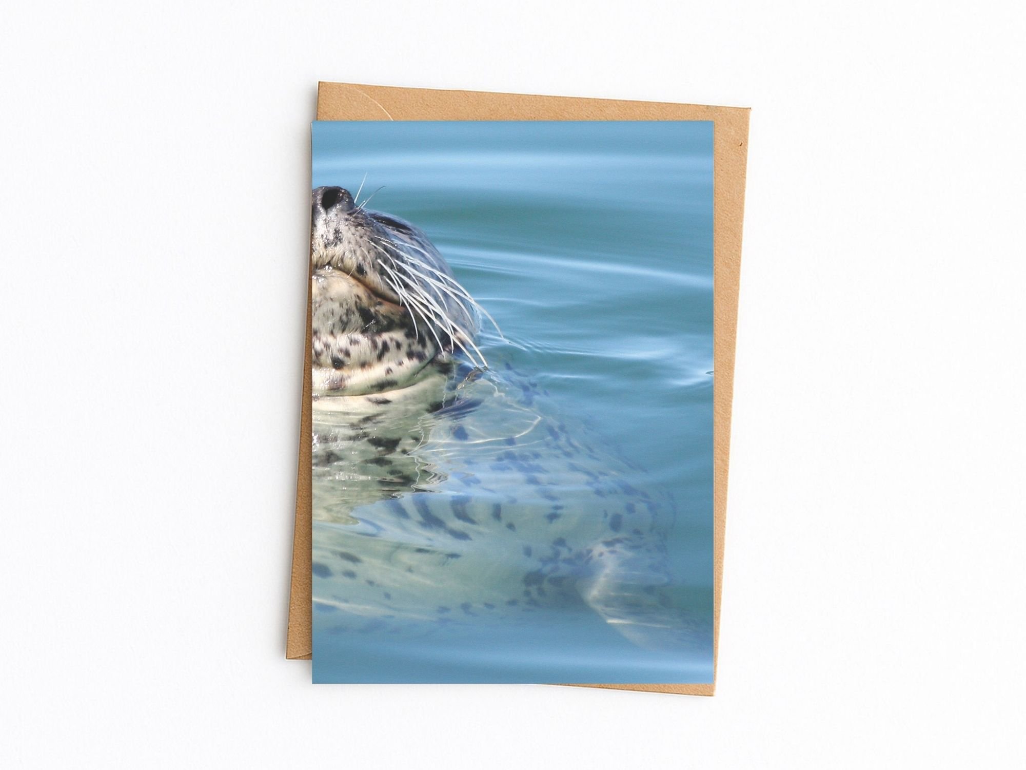 harbor seal kraft.jpg