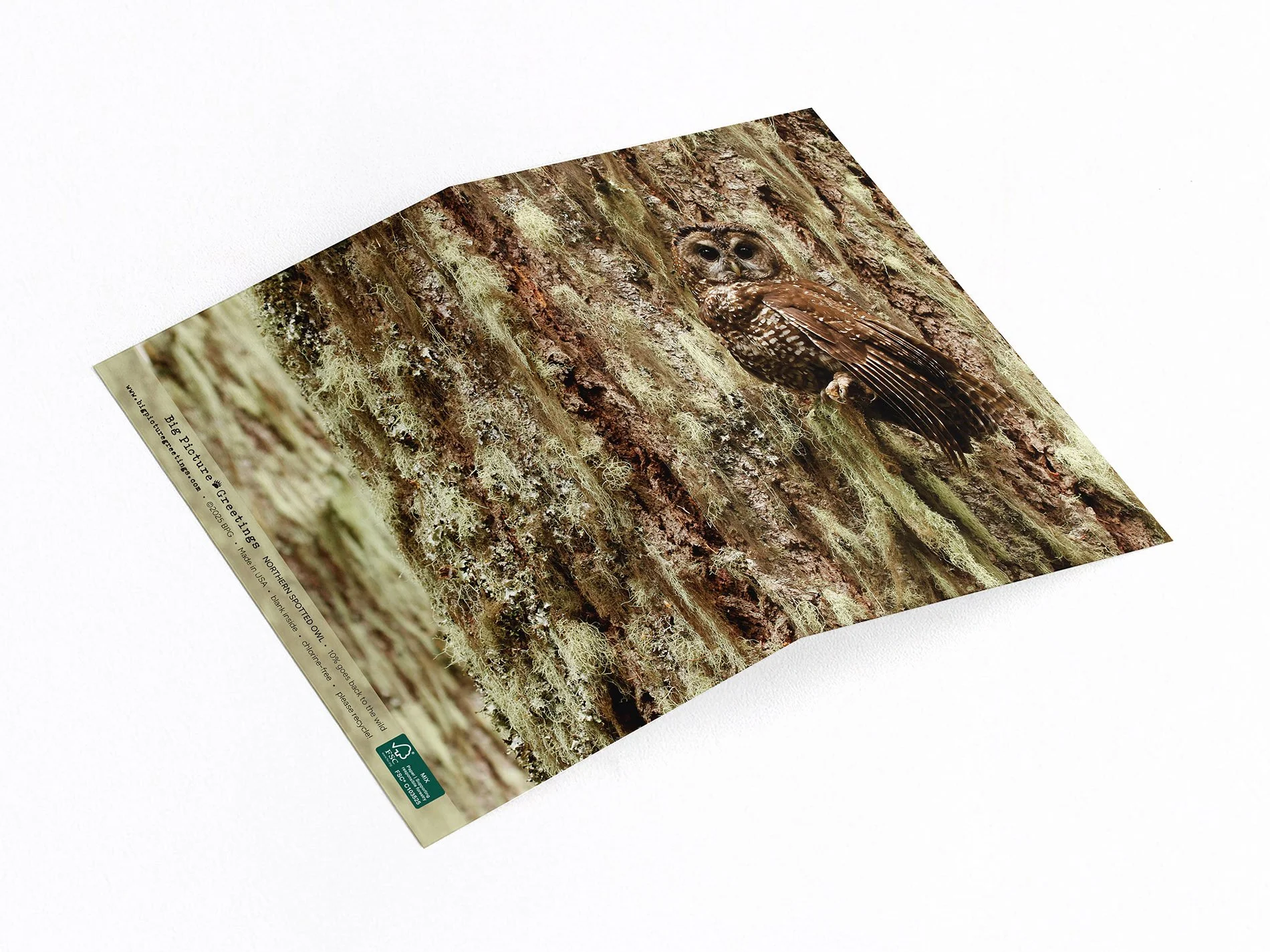 Northern Spotted Owl