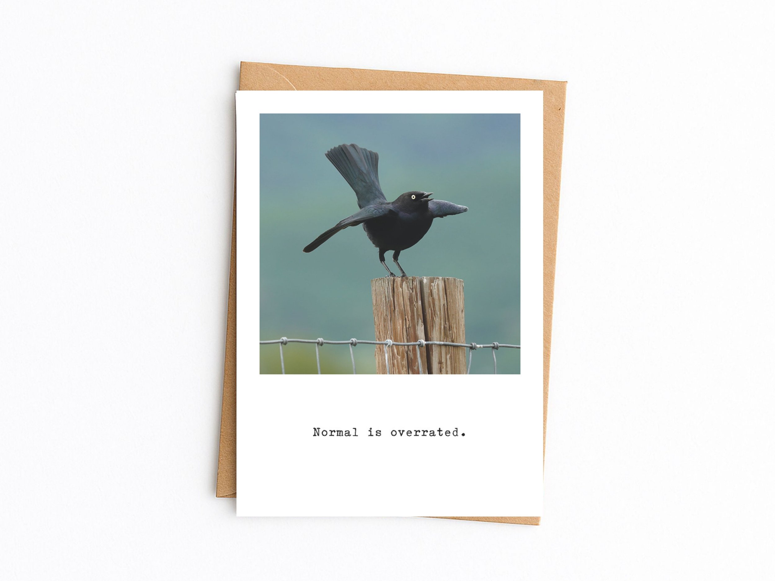 Normal is overrated. Brewer's Blackbird