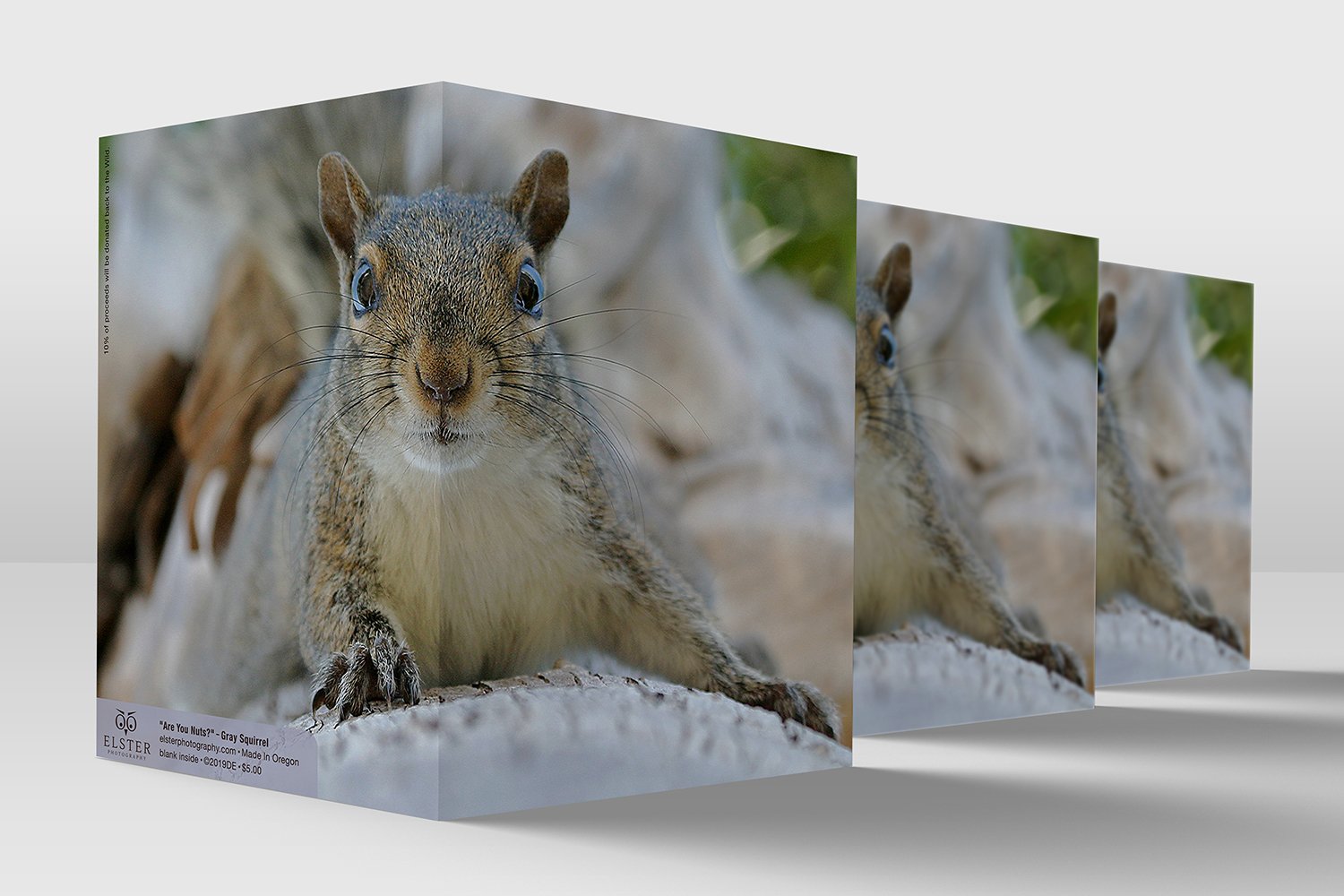 BPGO007-Gray-Squirrel-All-Occasion-Card.jpg