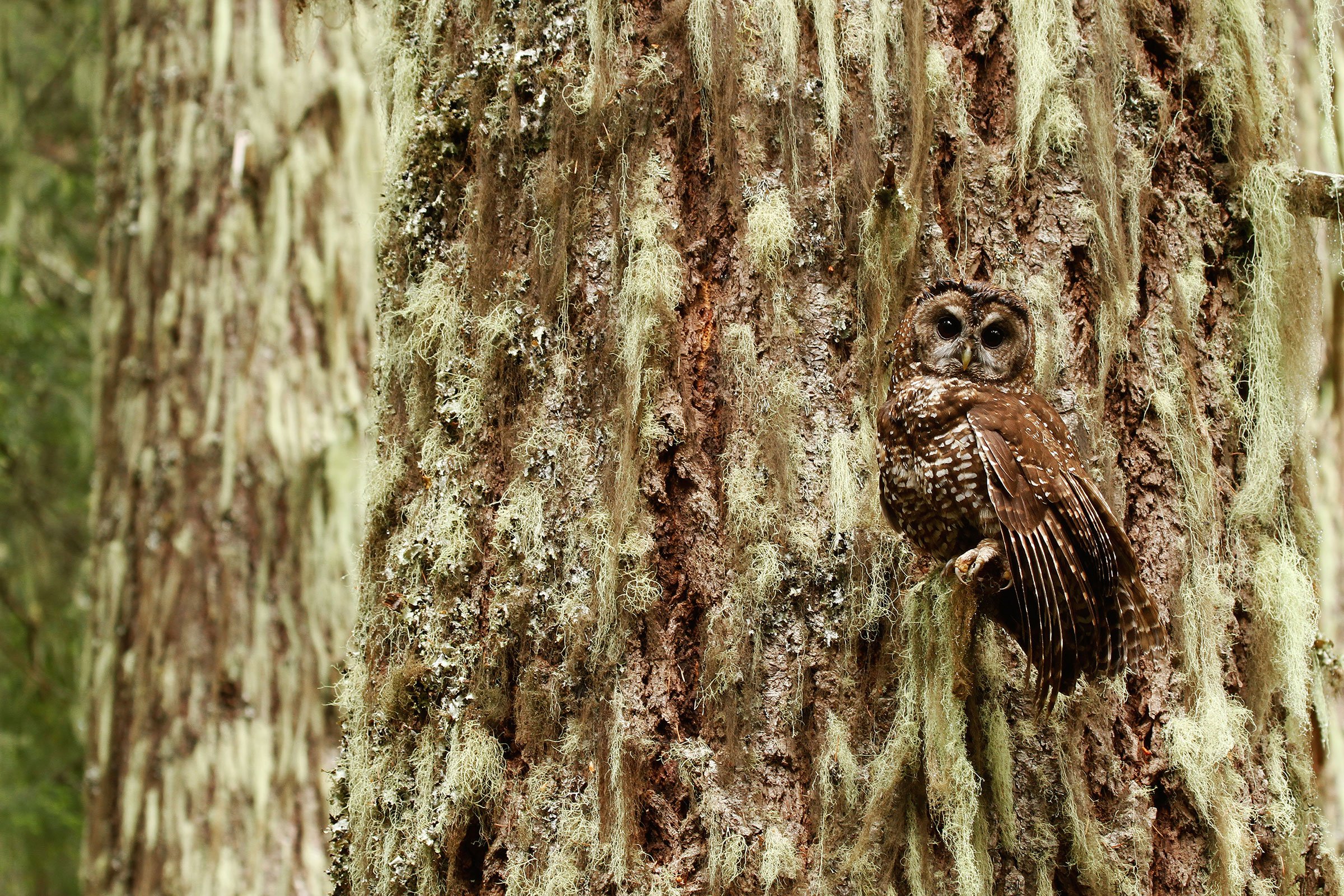 EPFA027-Spotted-Owl-In-Tree.jpg