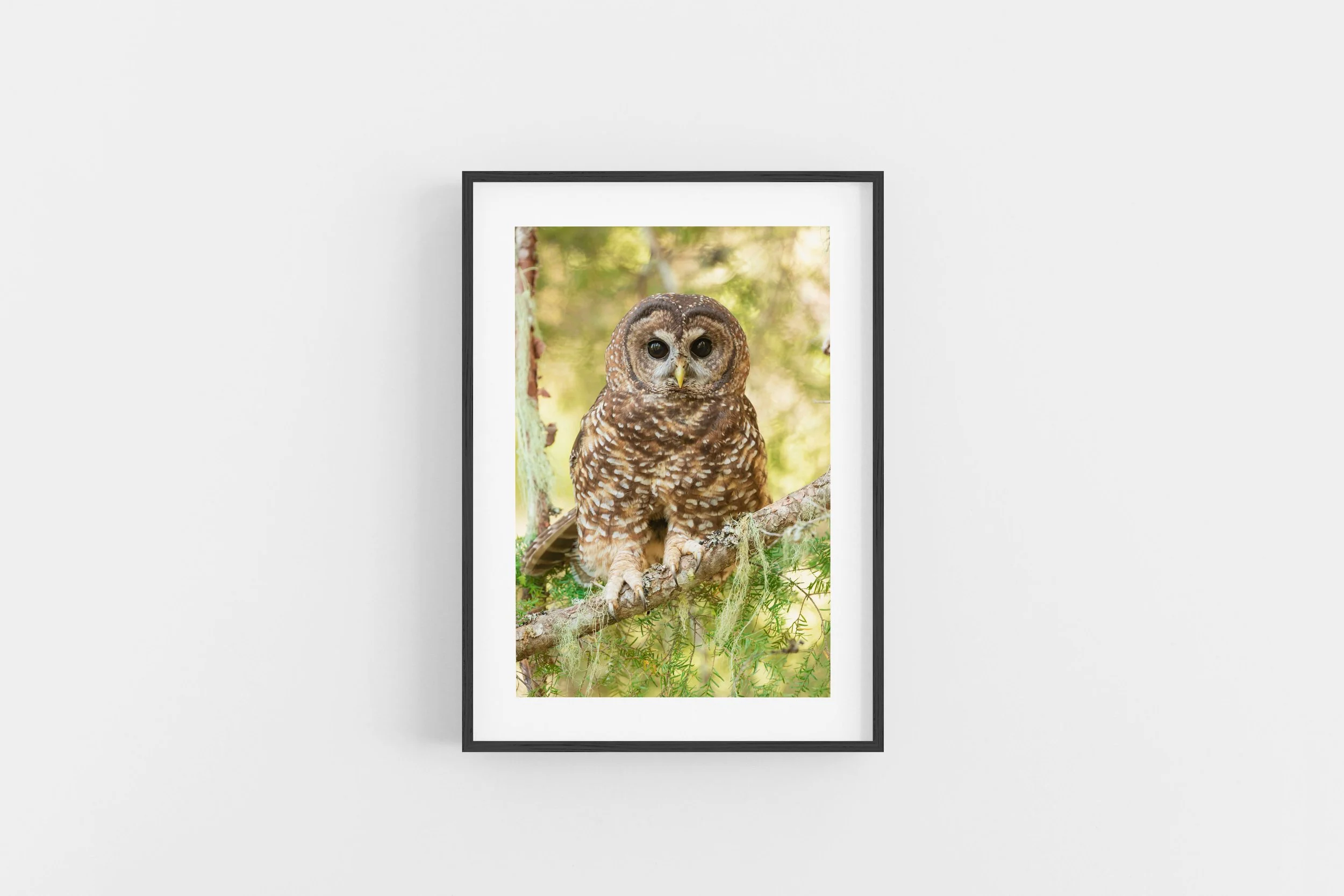 Spotted Owl
