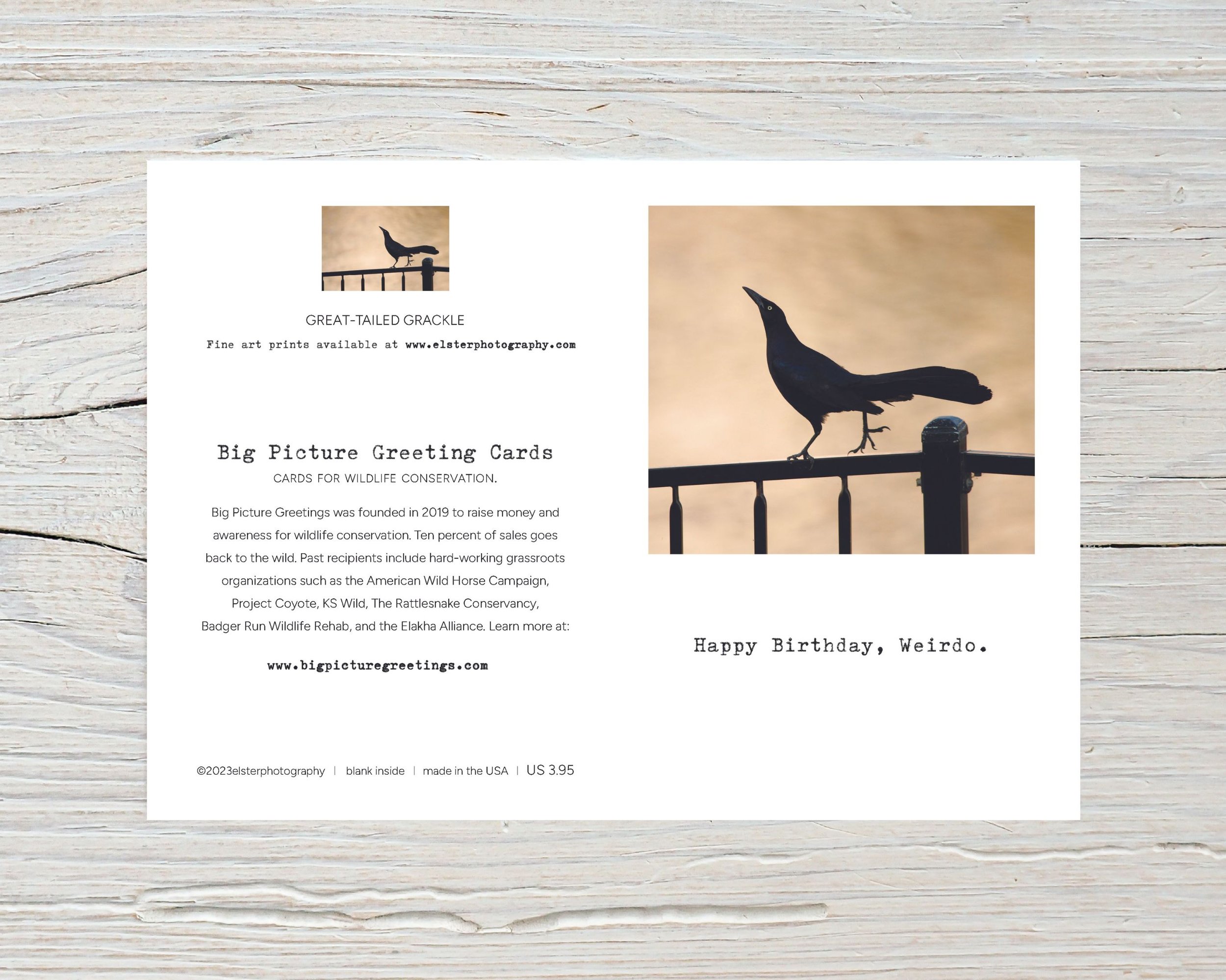 BPGM002-Great-tailed-grackle-Birthday-Card-flat.jpg