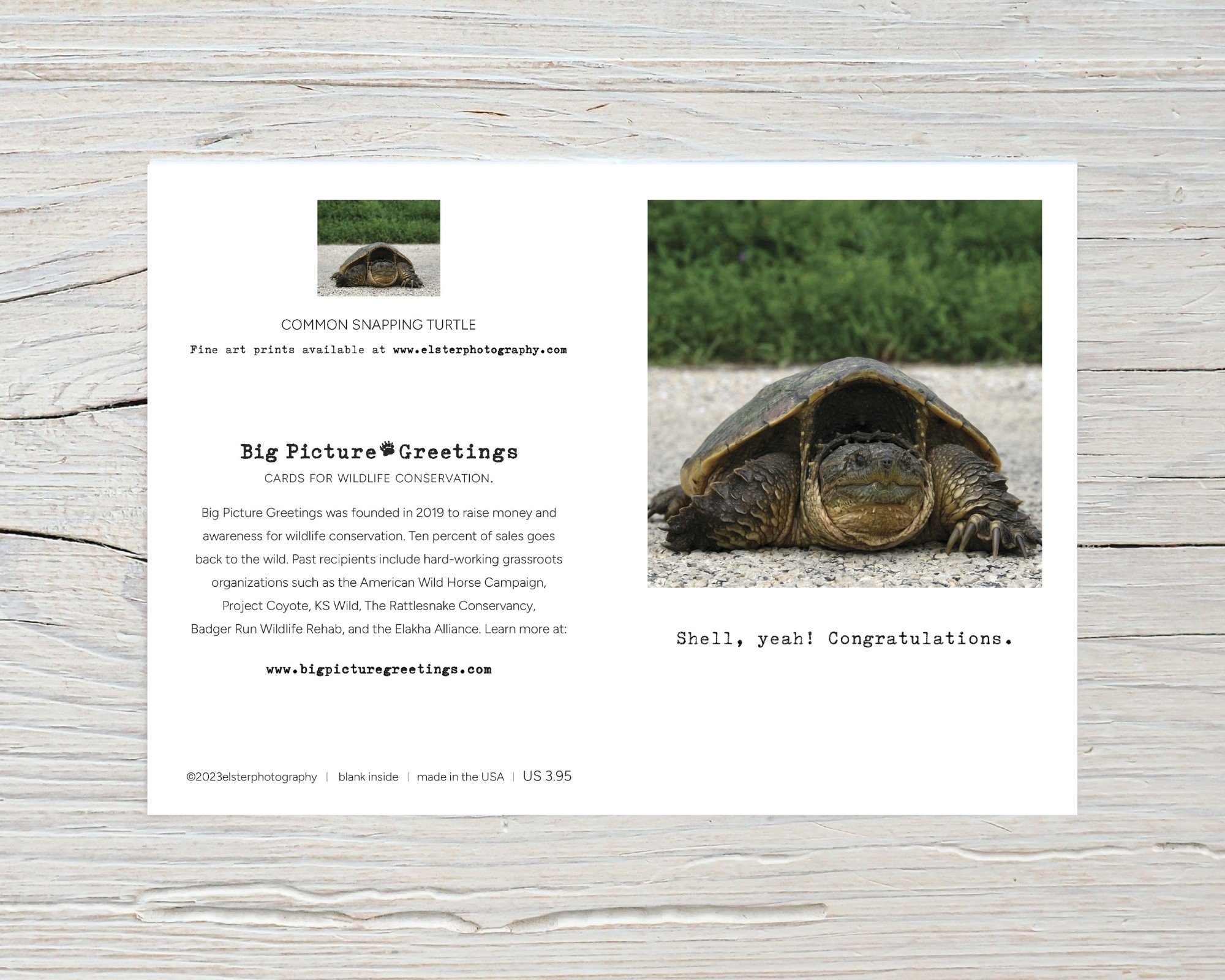 BPGM053-Common-Snapping-Turtle-Card-flat.jpg