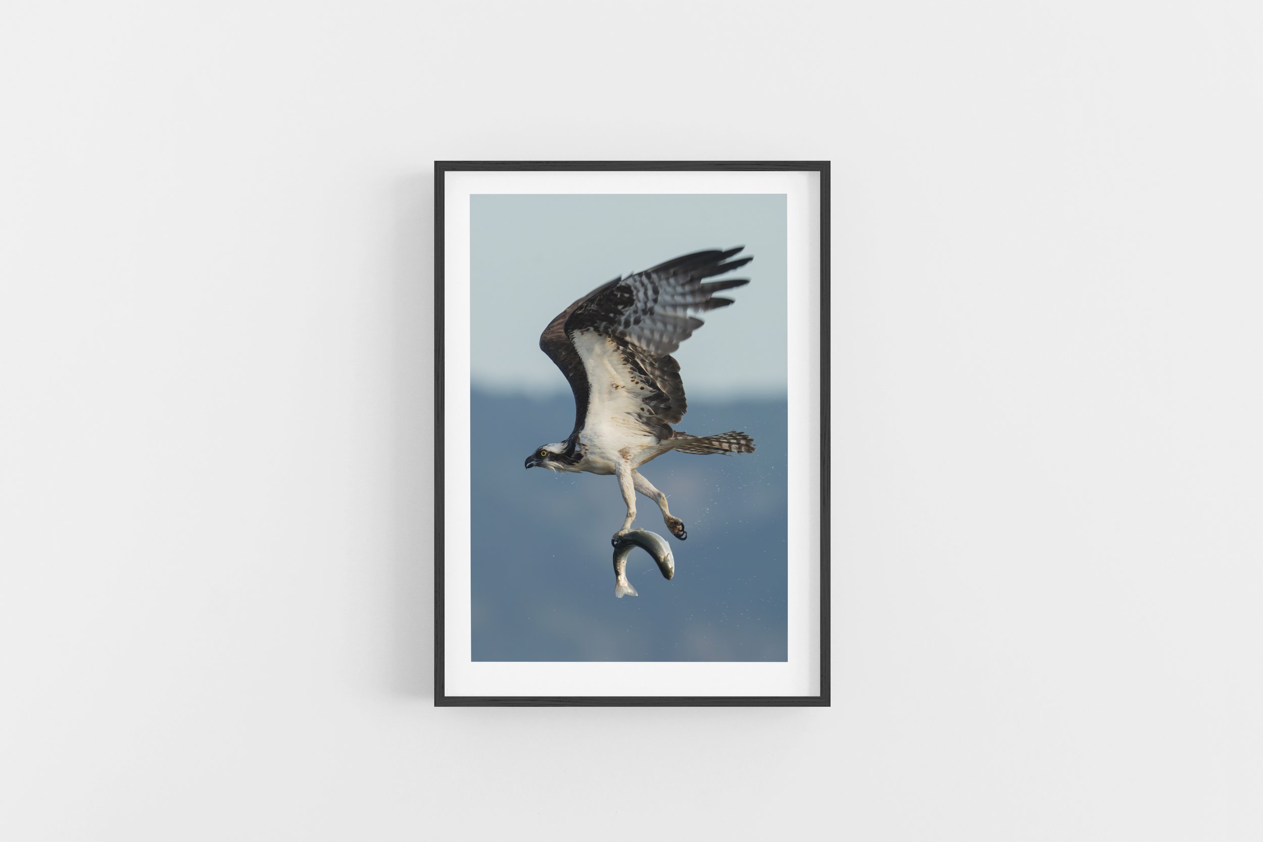 ef56 osprey with fish vertical.jpg