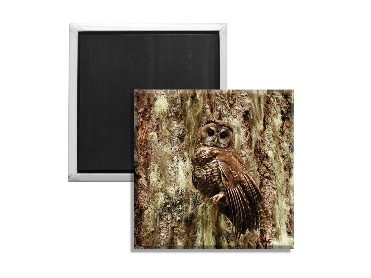 Spotted Owl magnet I
