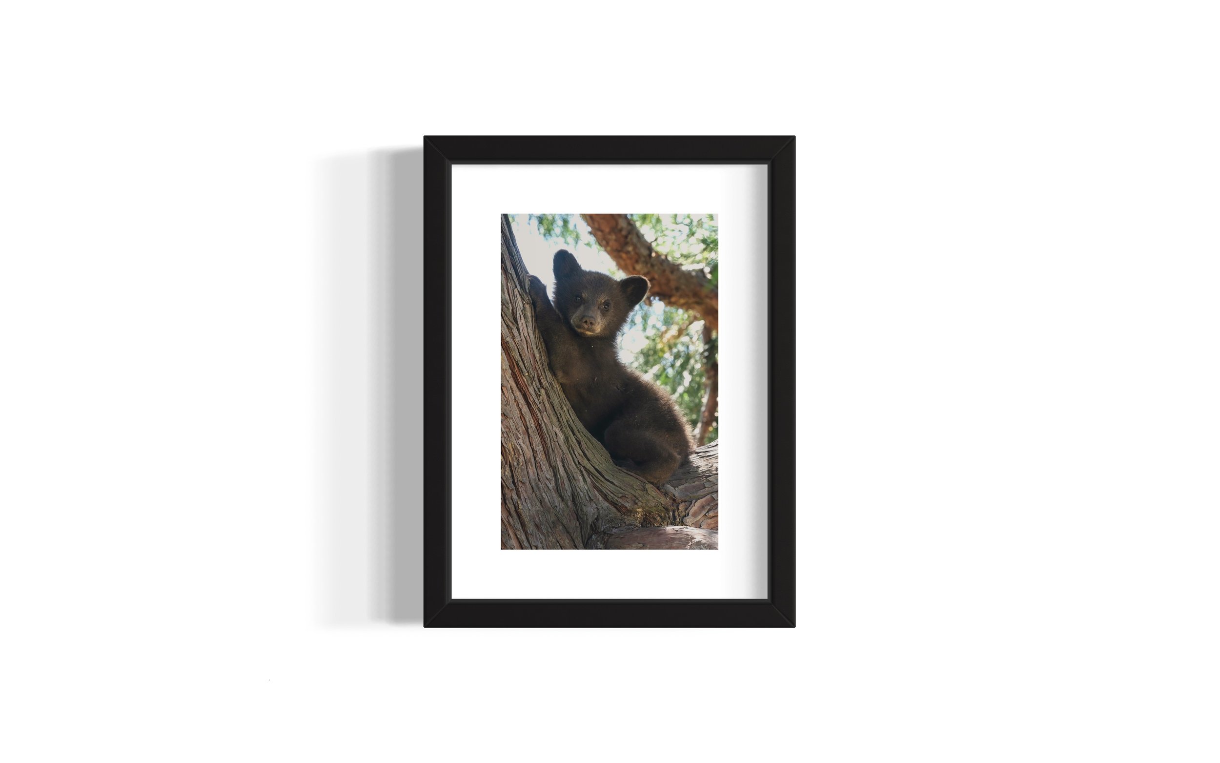Lazy Hazy Summer Cub