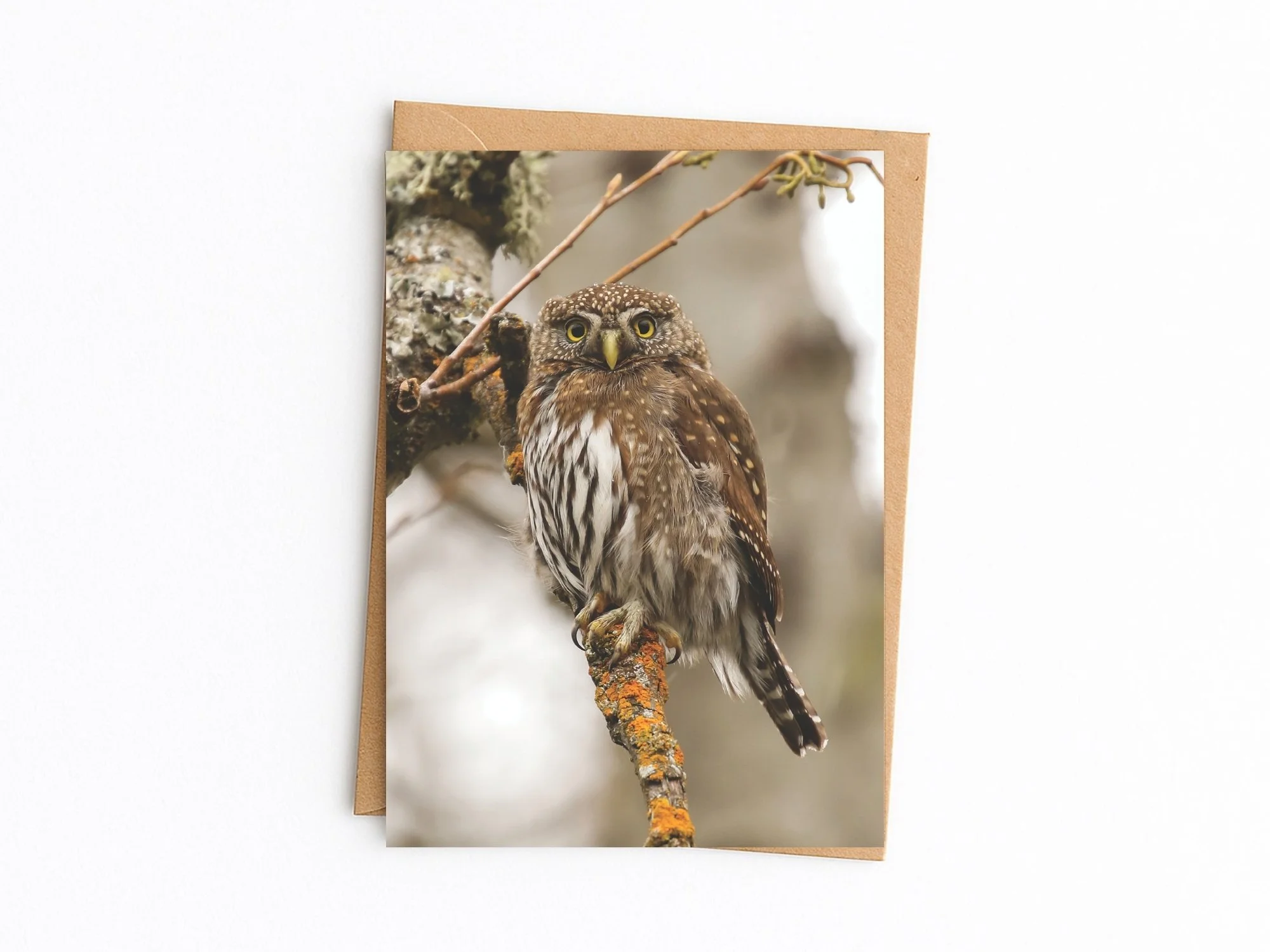 Northern Pygmy Owl blank note card