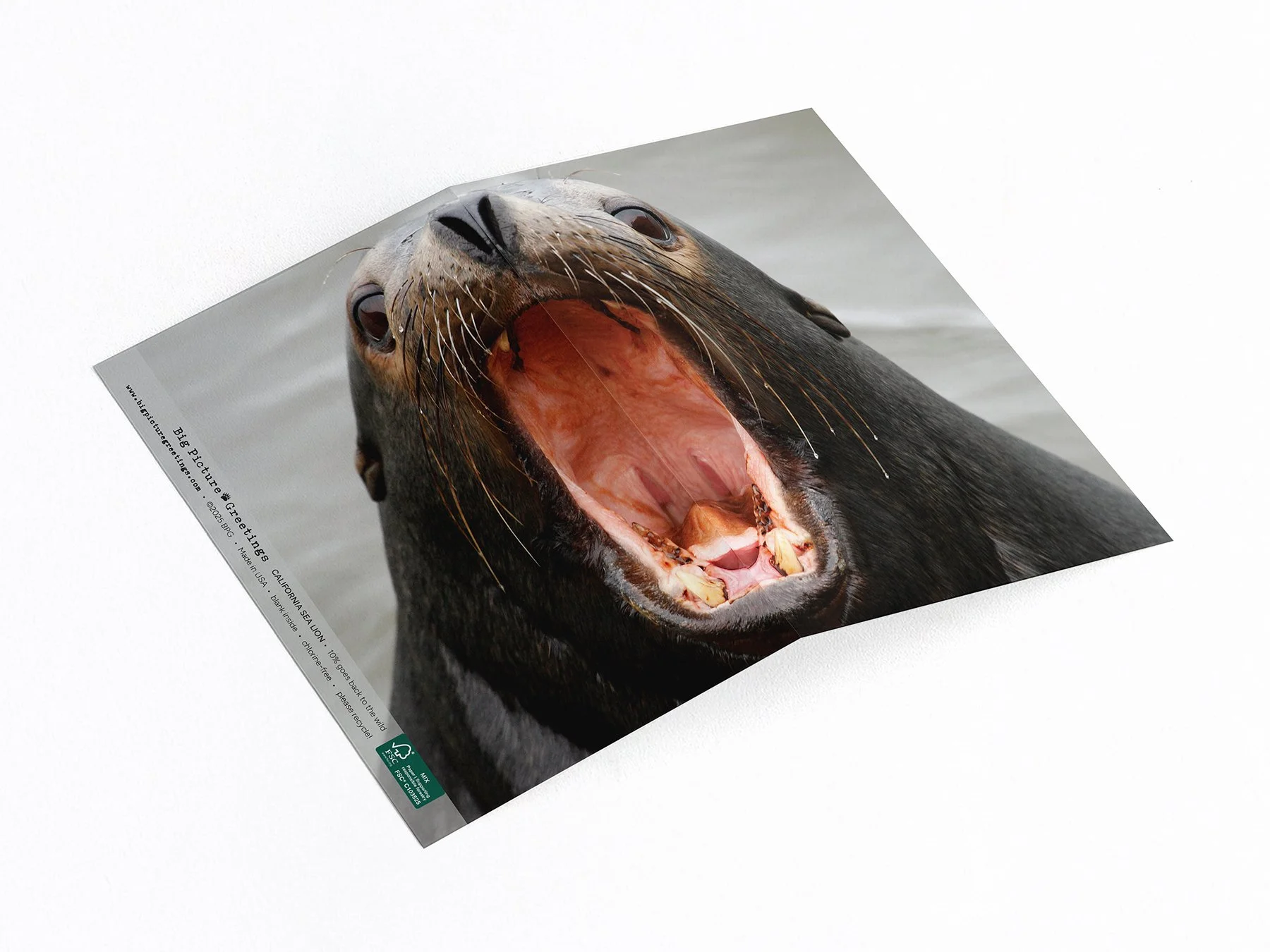 California Sea Lion wrap around card