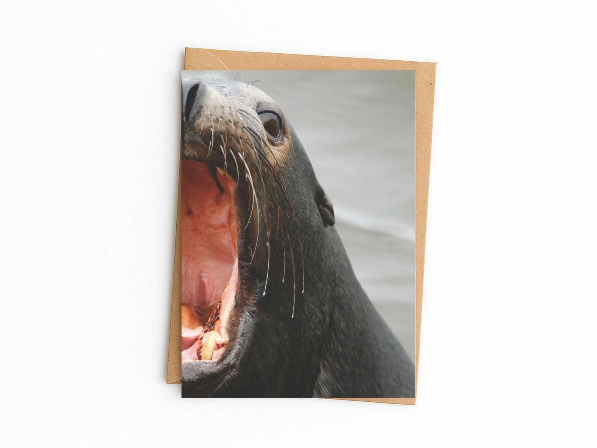 sea lion kraft env.jpg