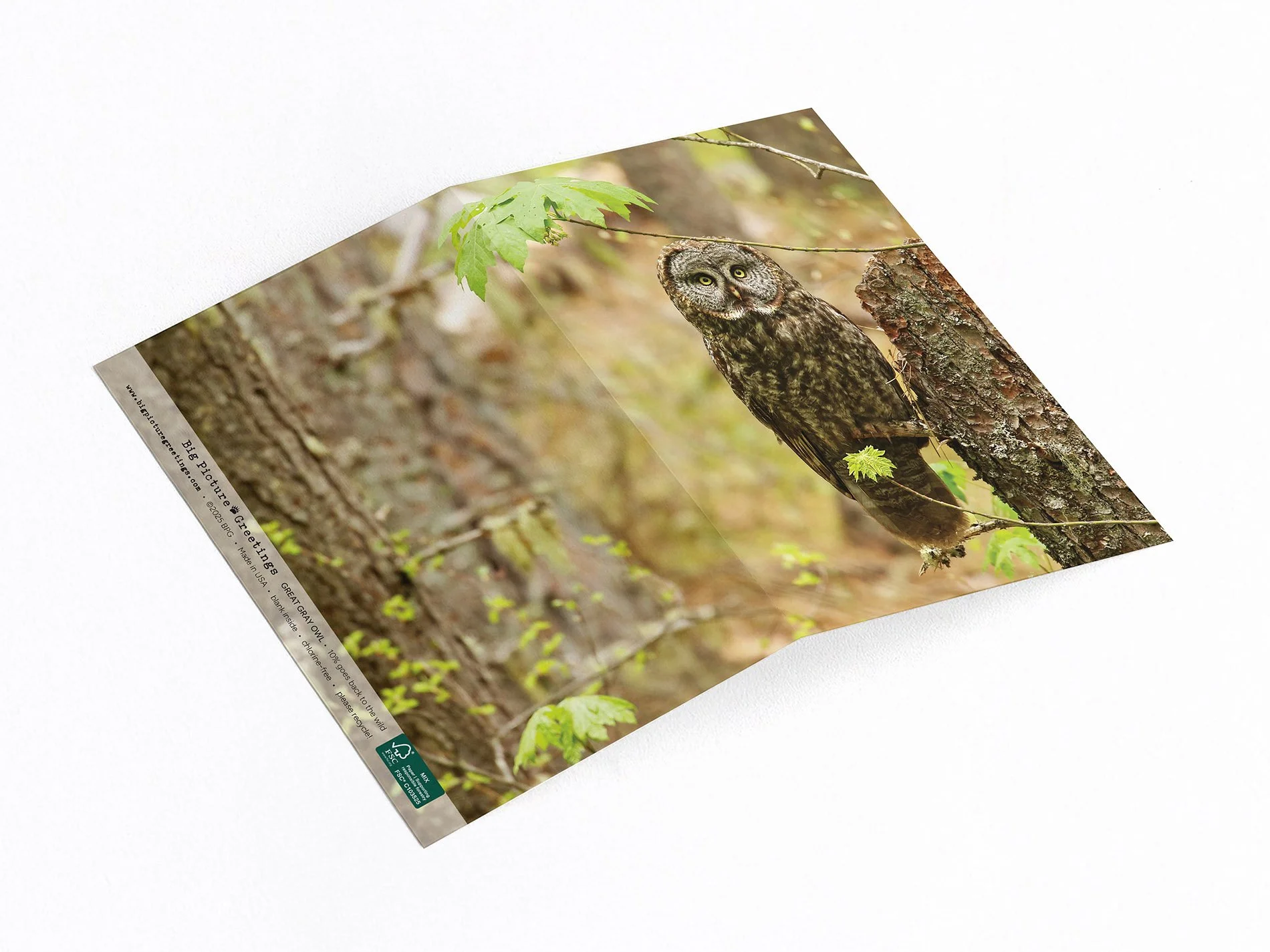 Great Gray Owl wrap around