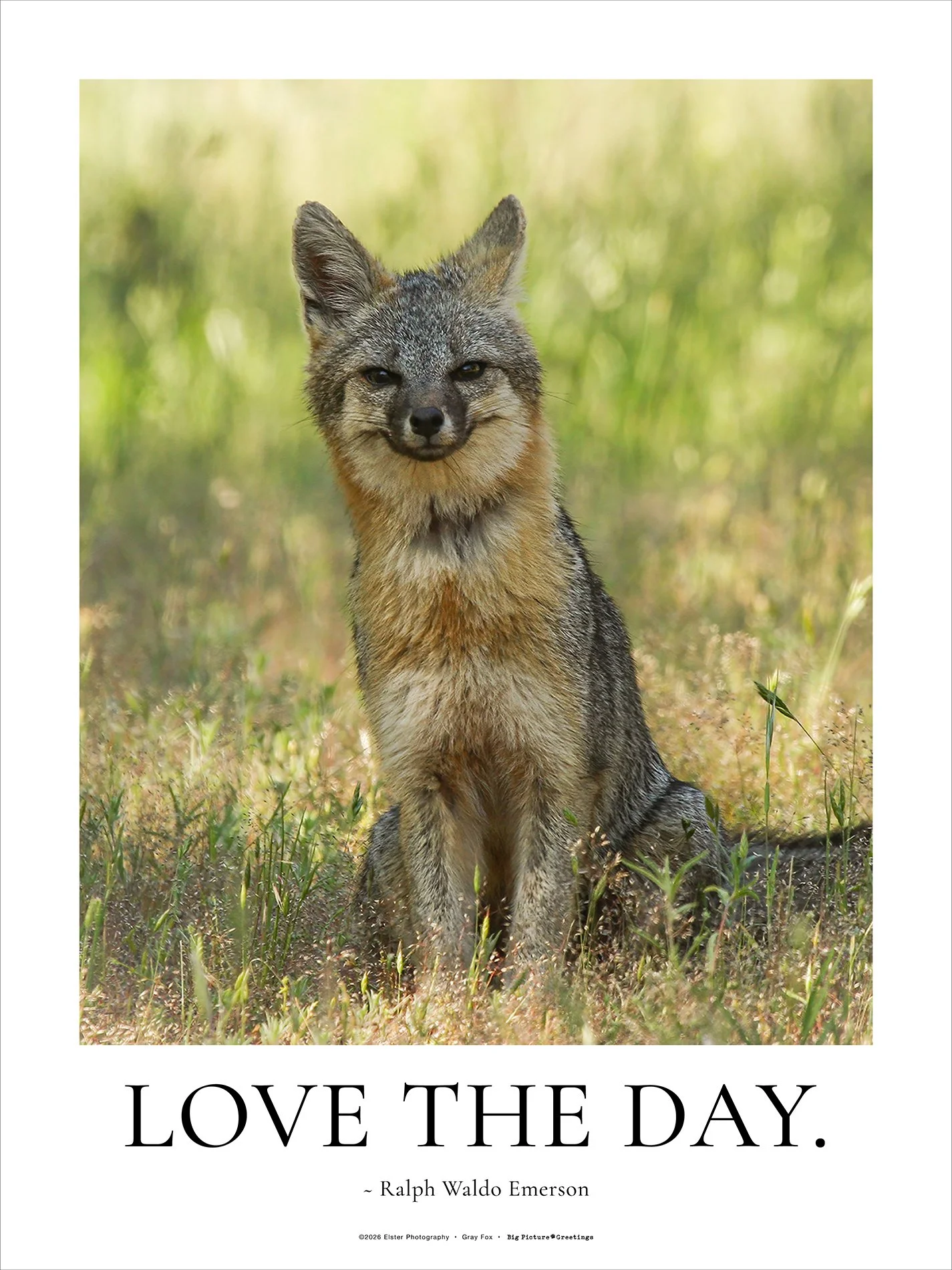 18x24 Gray Fox: Love the Day