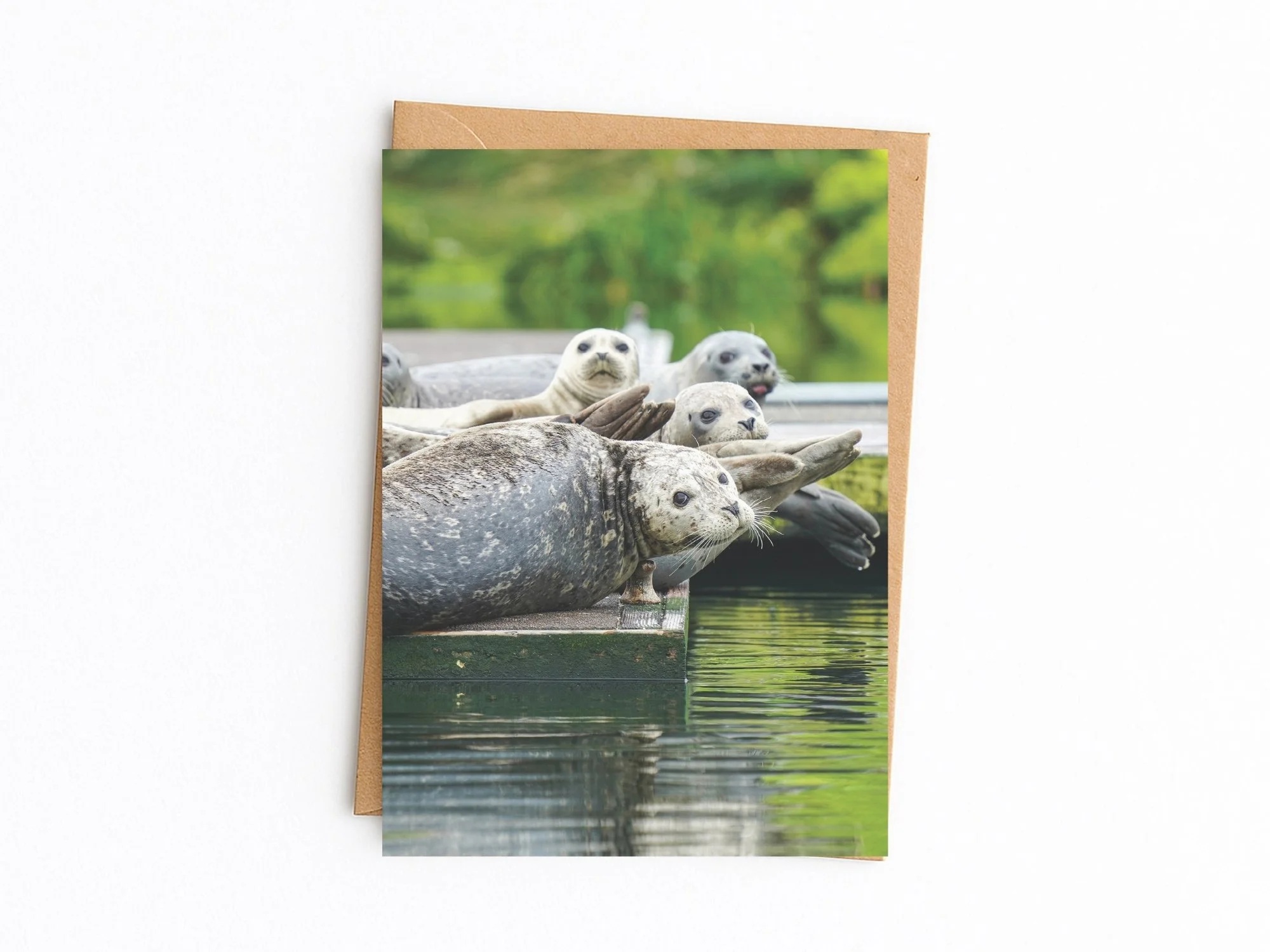 harbor seals kraft.jpg