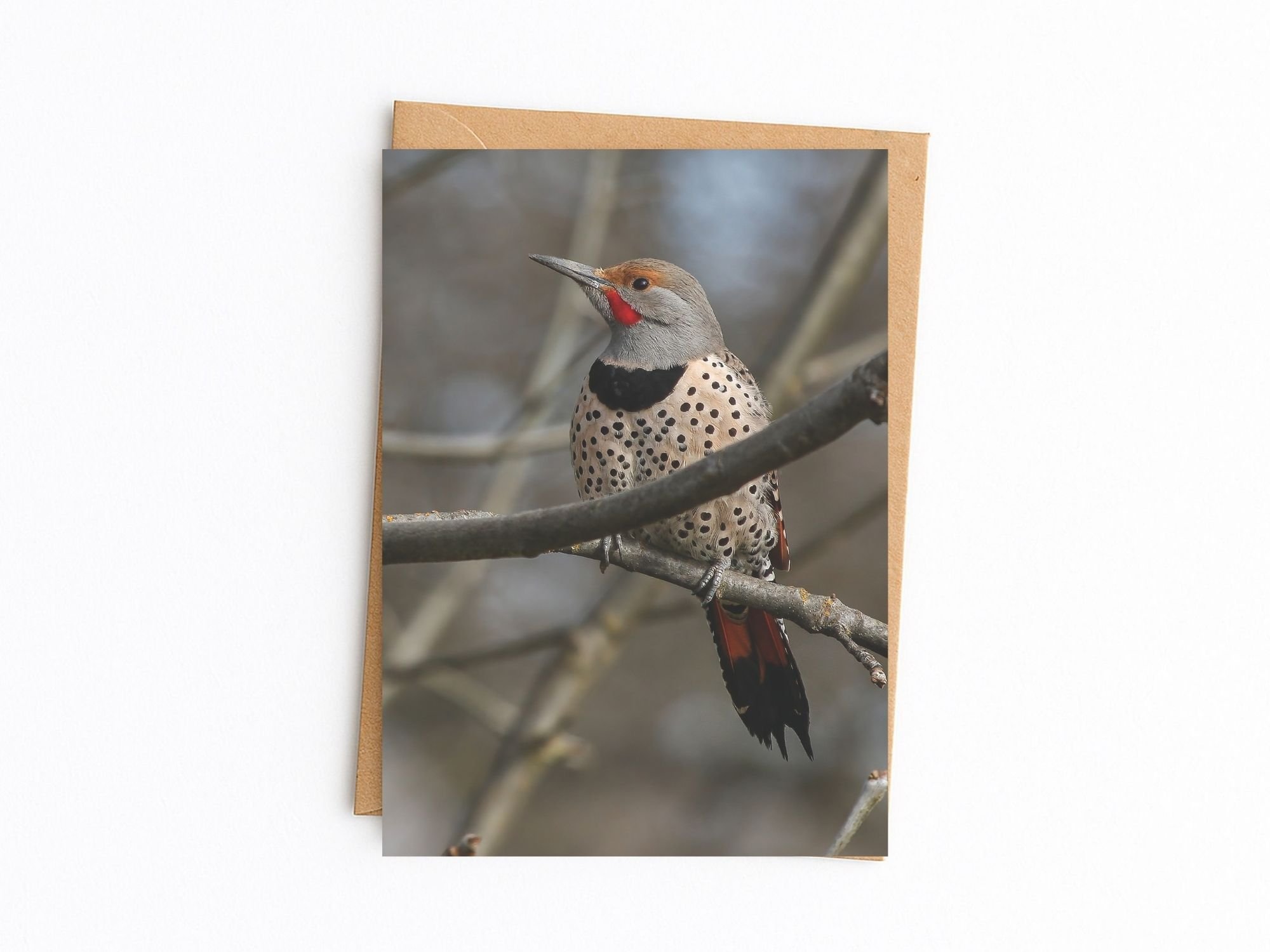 northern Flickers kraft.jpg