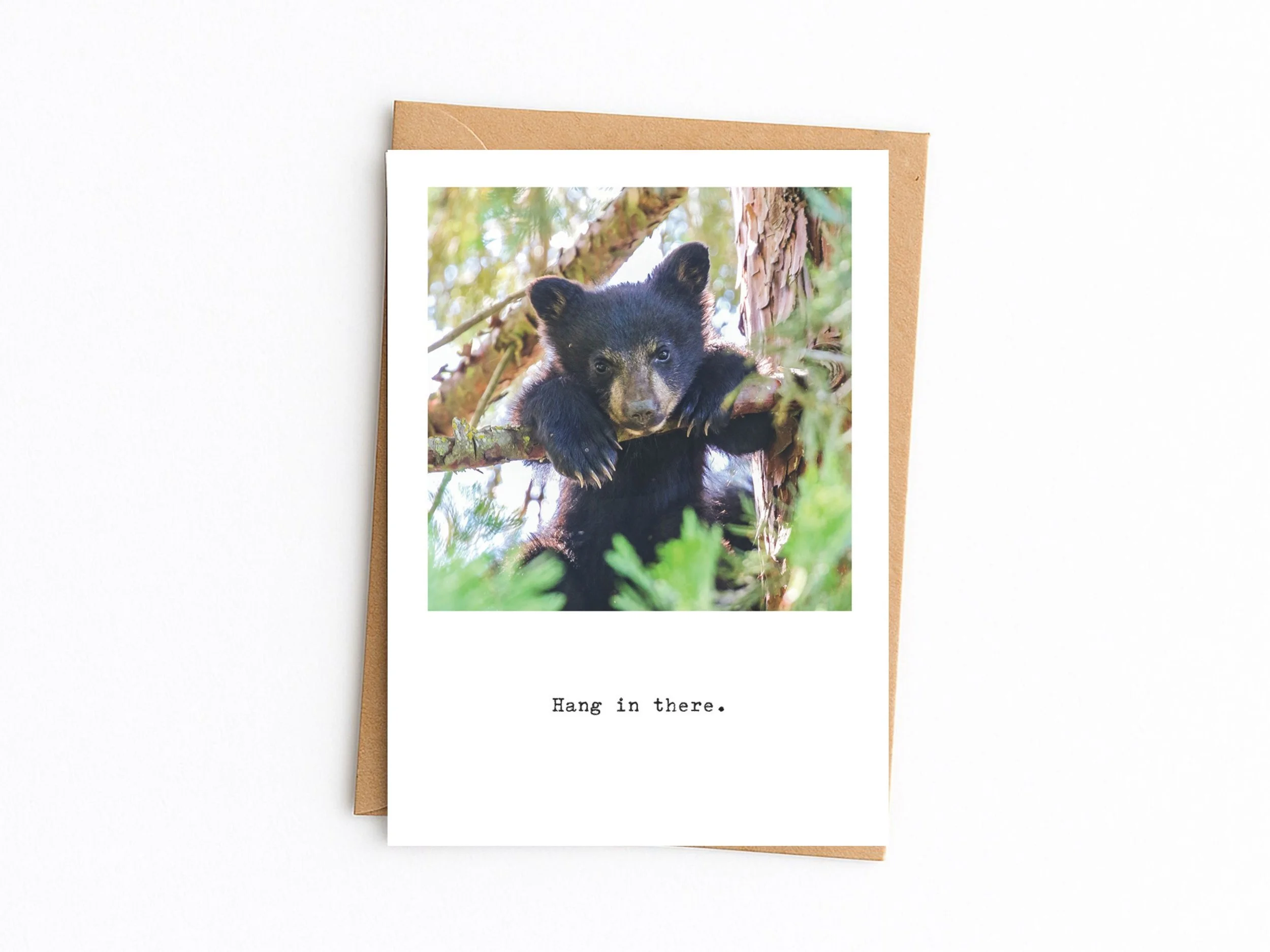 Hang in there. Black Bear cub.