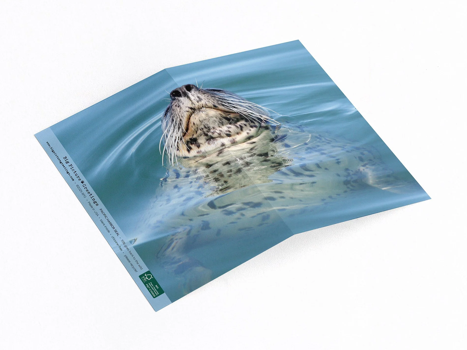 Harbor Seal wrap-around card