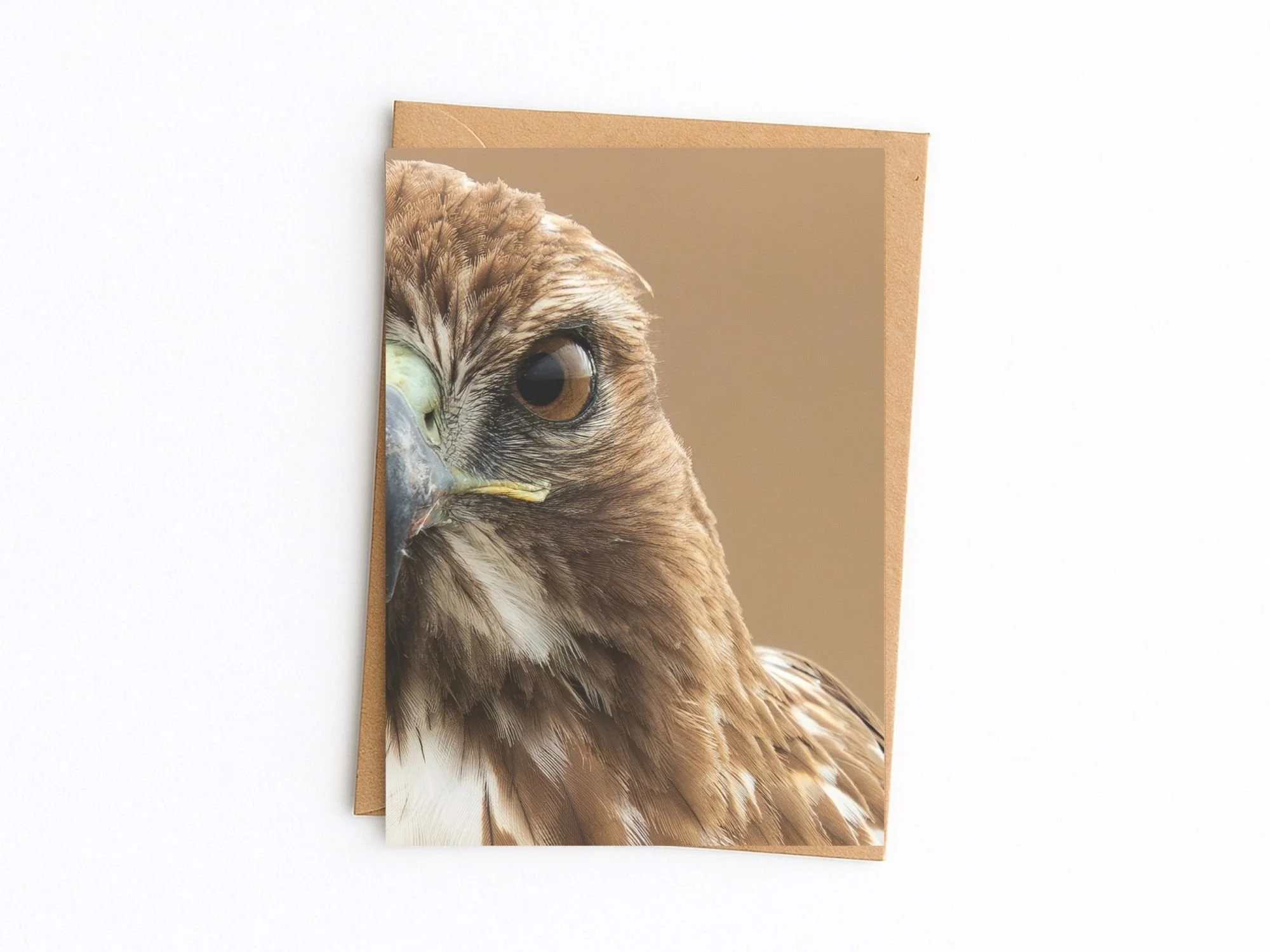 Red tailed Hawk kraft.jpg