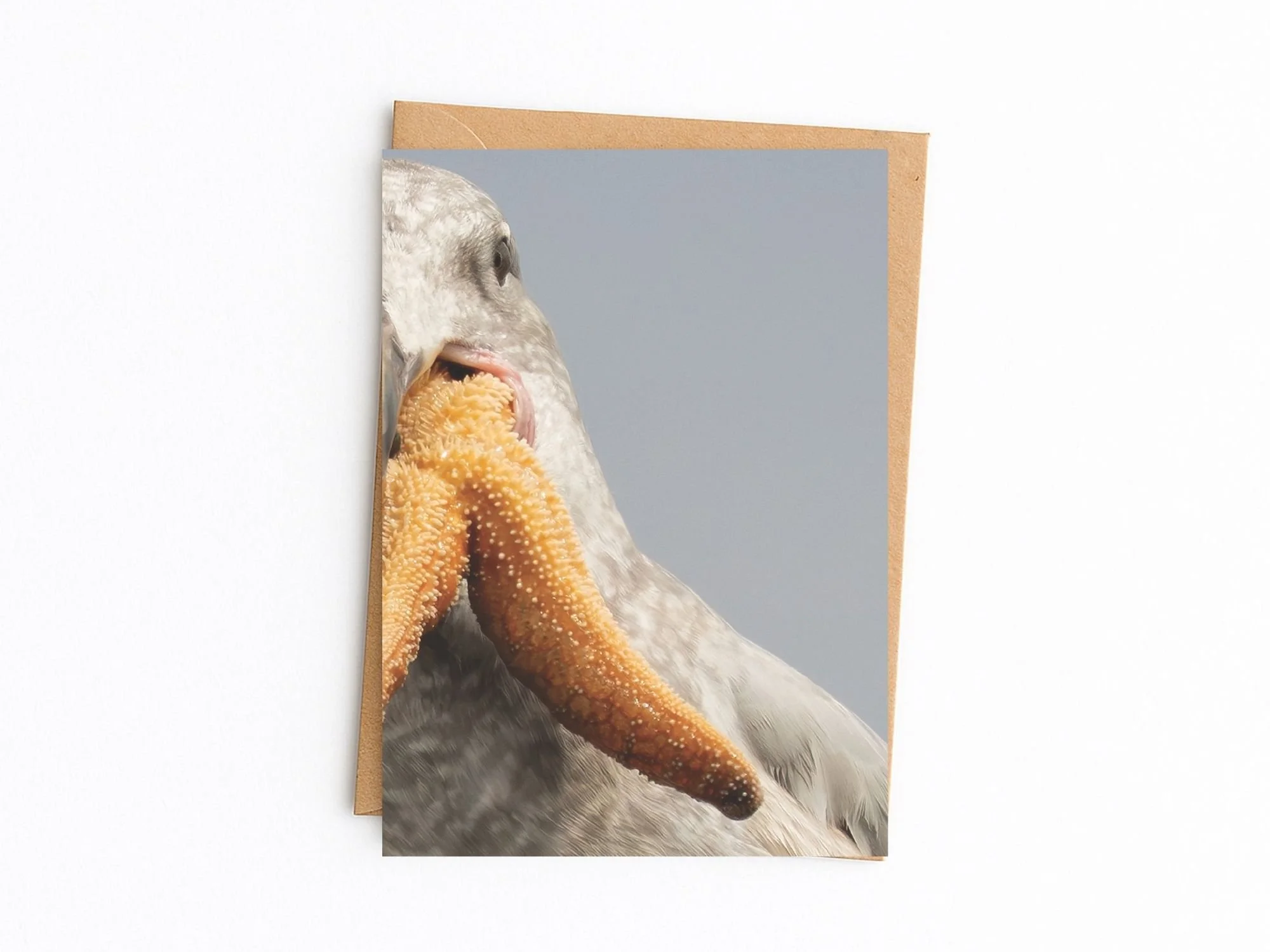 glaucous kraft env.jpg