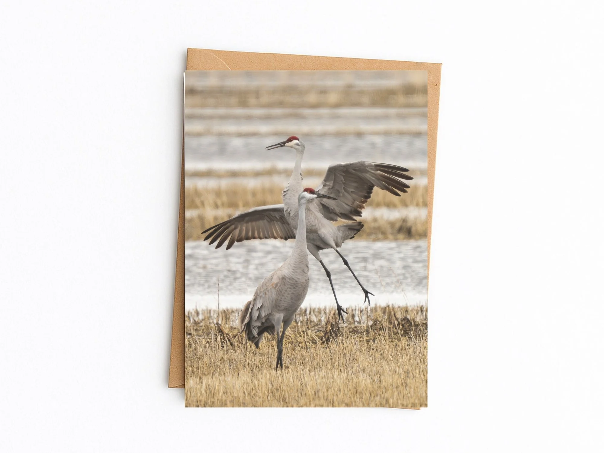 Sandhill Cranes blank note card