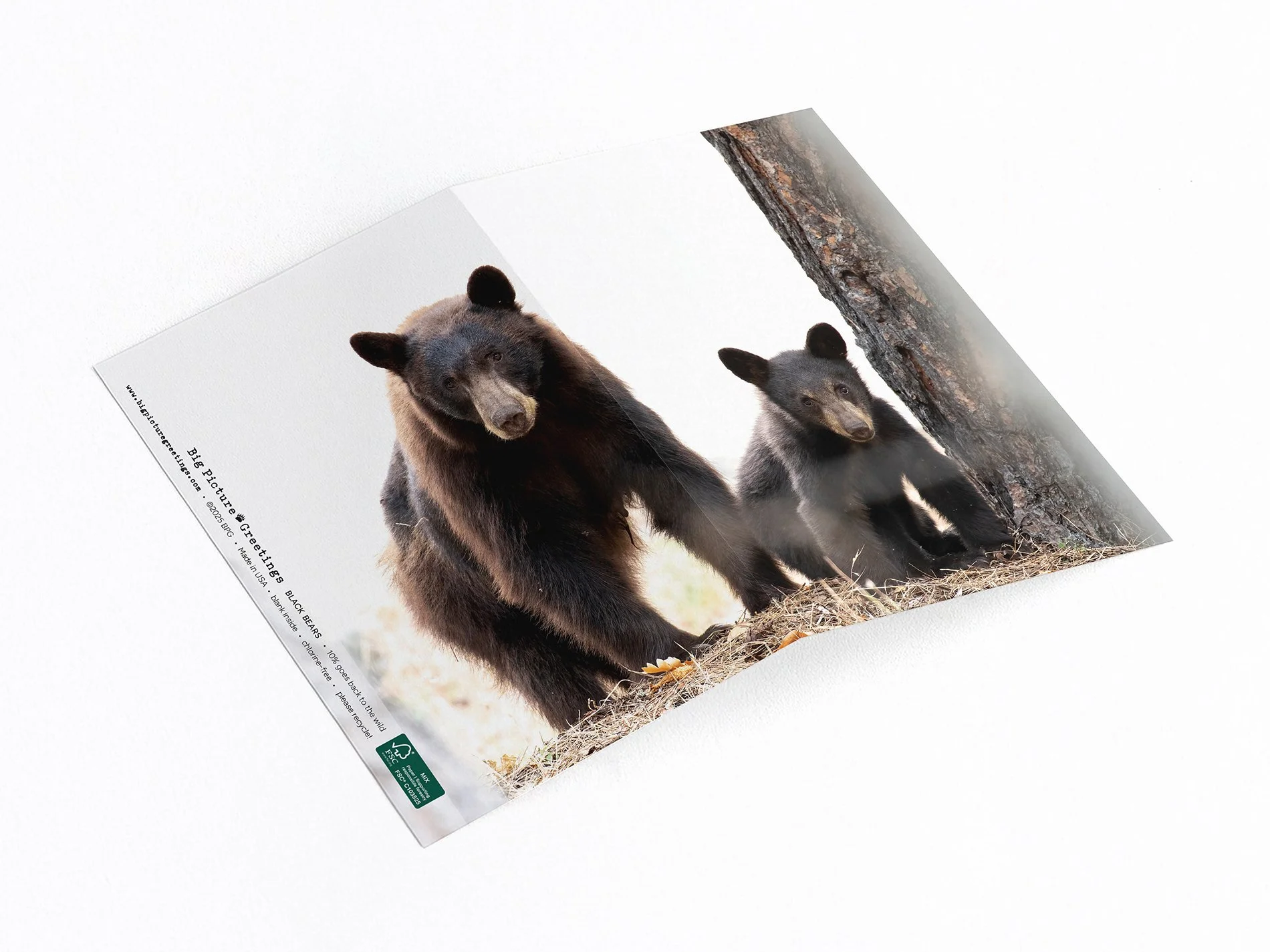 Black Bear - image wrap card