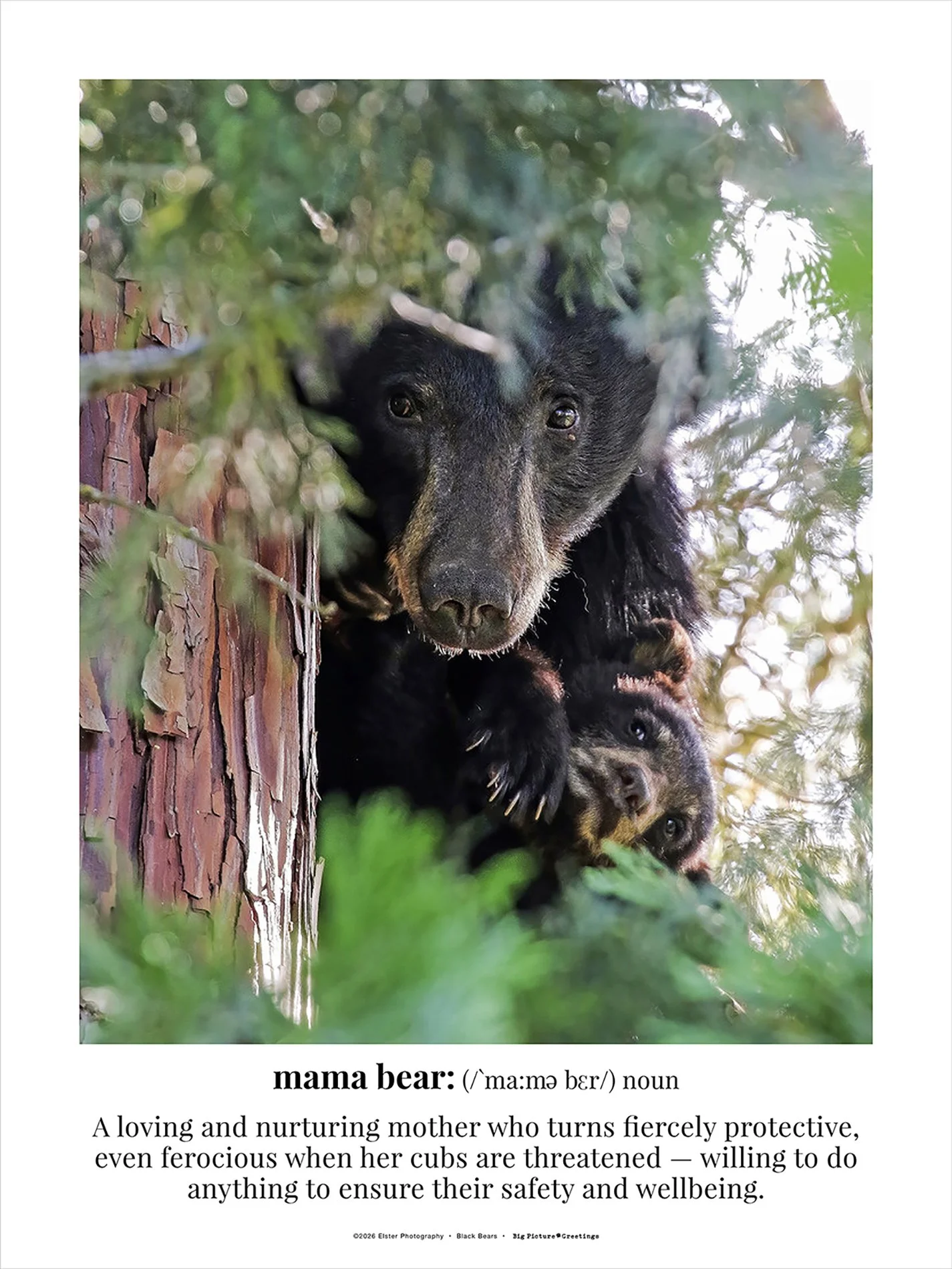 18x24 Mama Bear fine art poster