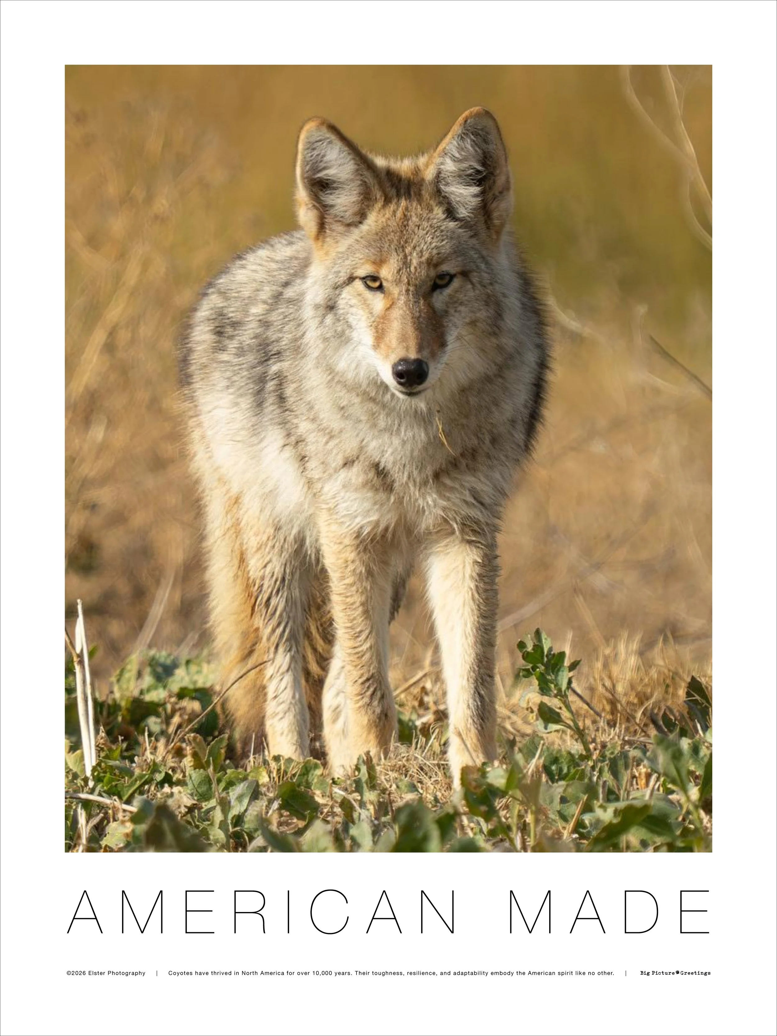 18x24 American Made fine art poster