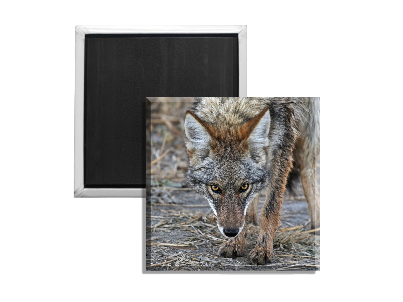 Coyote magnet one.png
