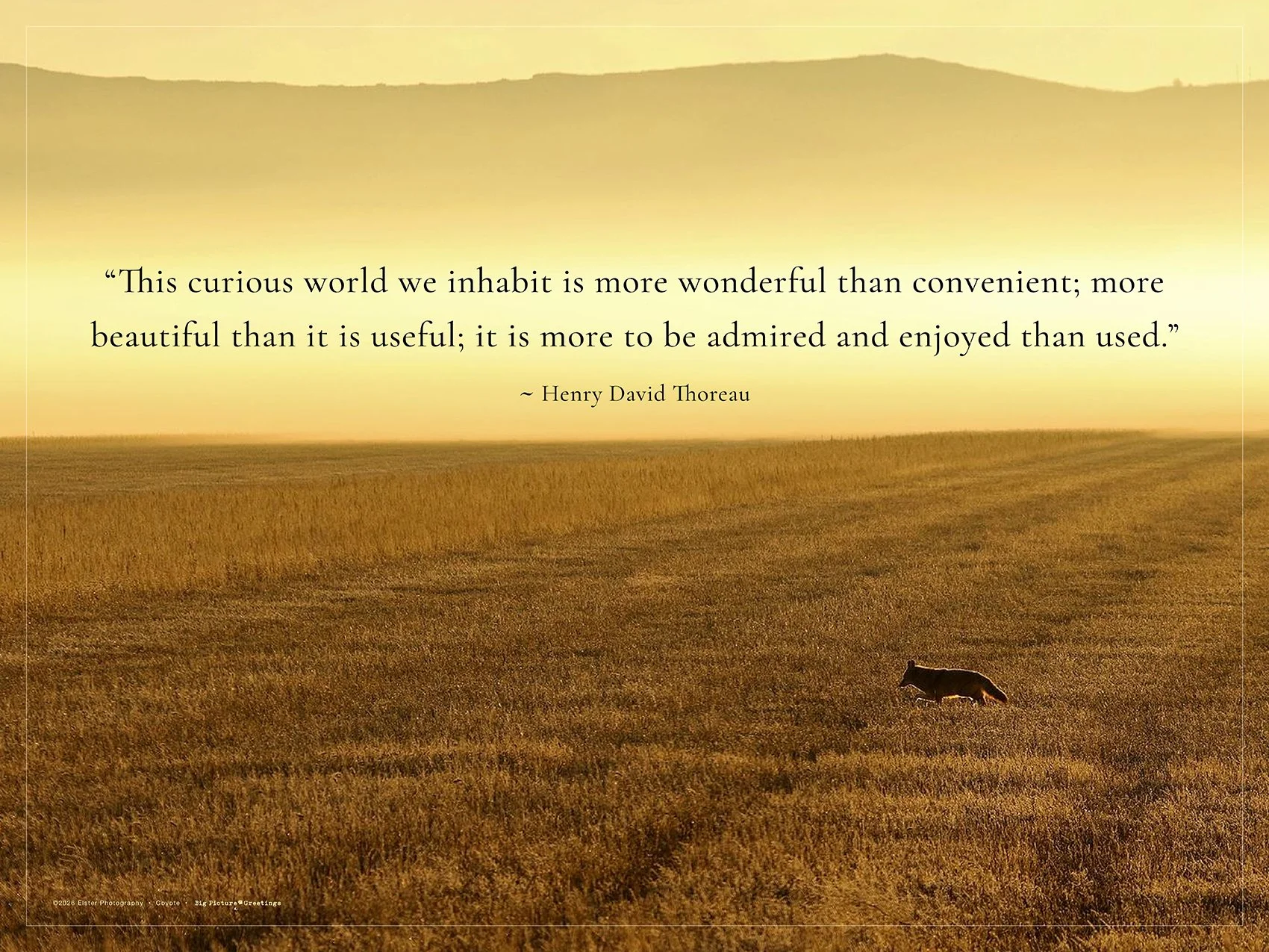 18x24 Fine Art Coyote poster.  Thoreau