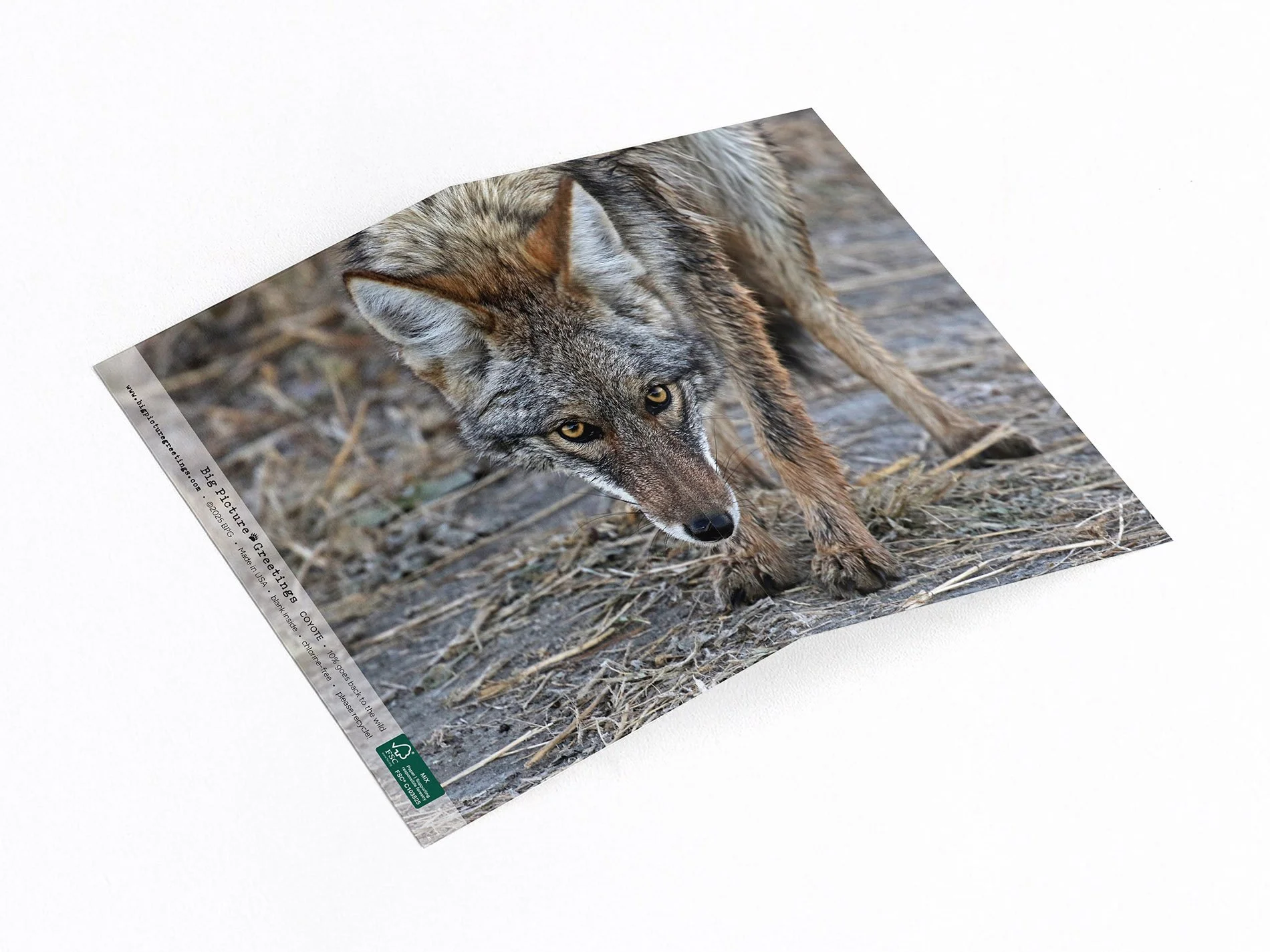 coyote finished mockjpeg.jpg