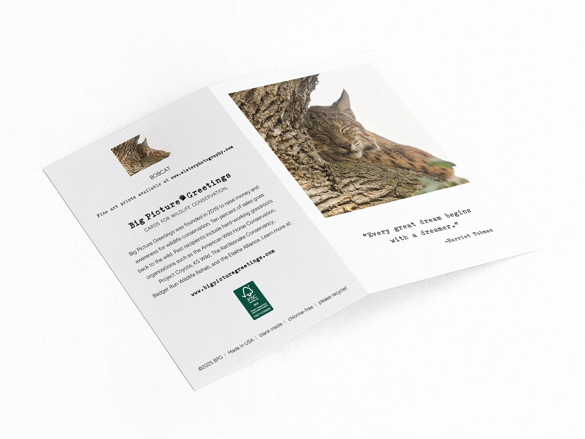 bobcat dreamer finished mockjpeg.jpg