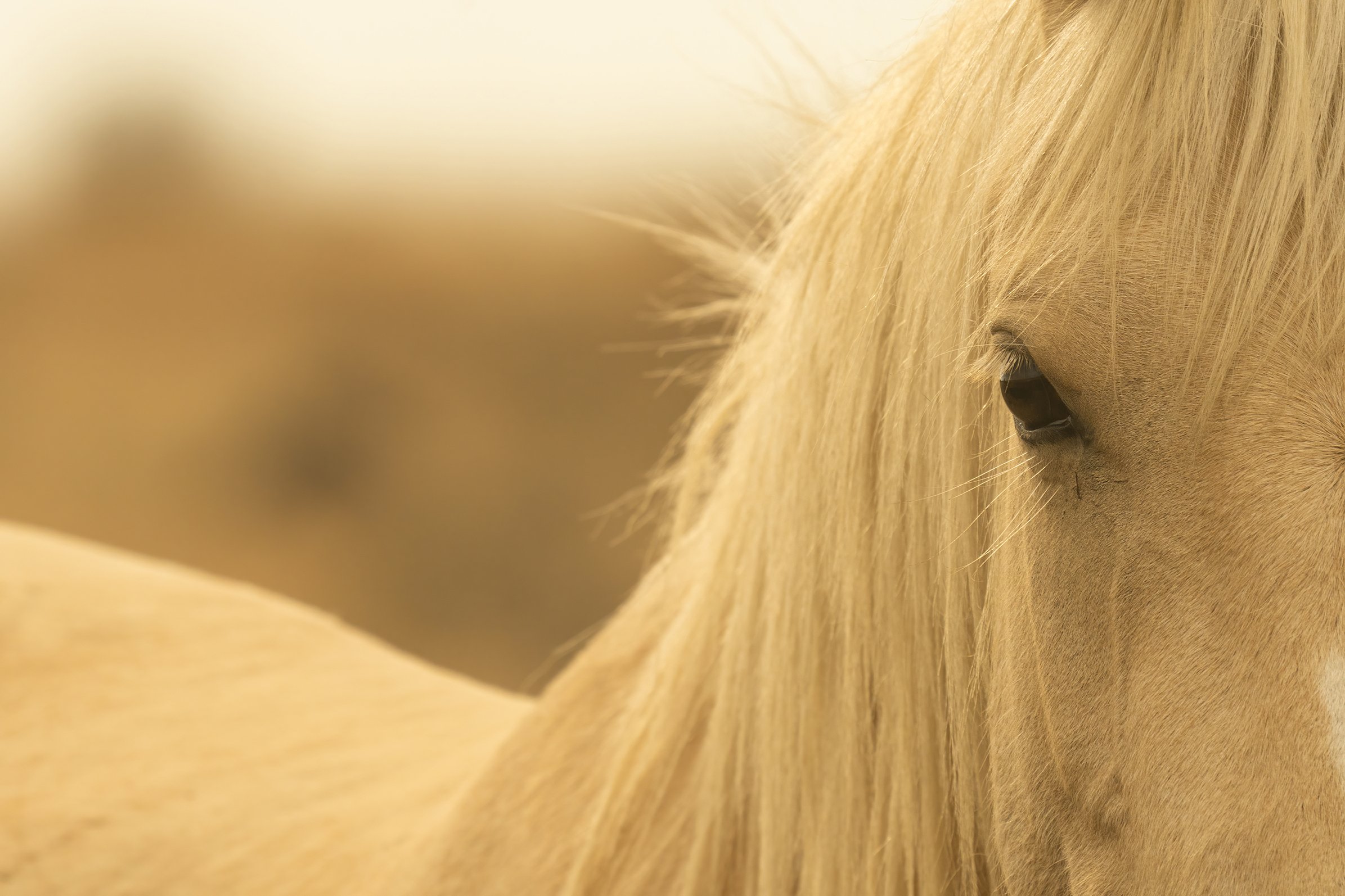 EPFA007-Wild-Mustanglowres.jpg