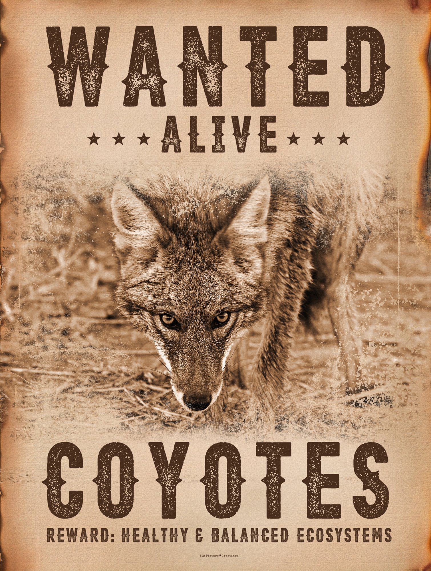 Coyote Wanted_v3.jpg