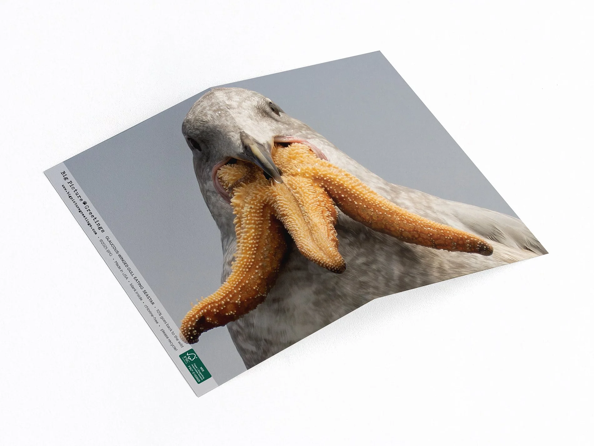 glaucous finished mockup jpeg.jpg