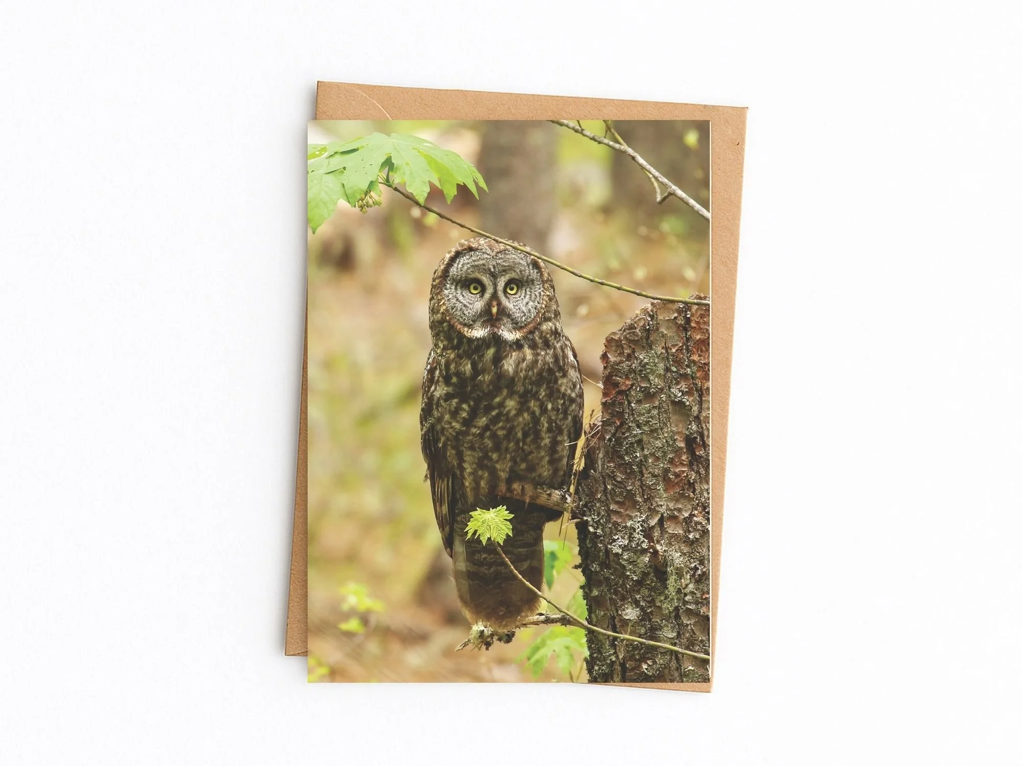 great gray forest kraft.jpg