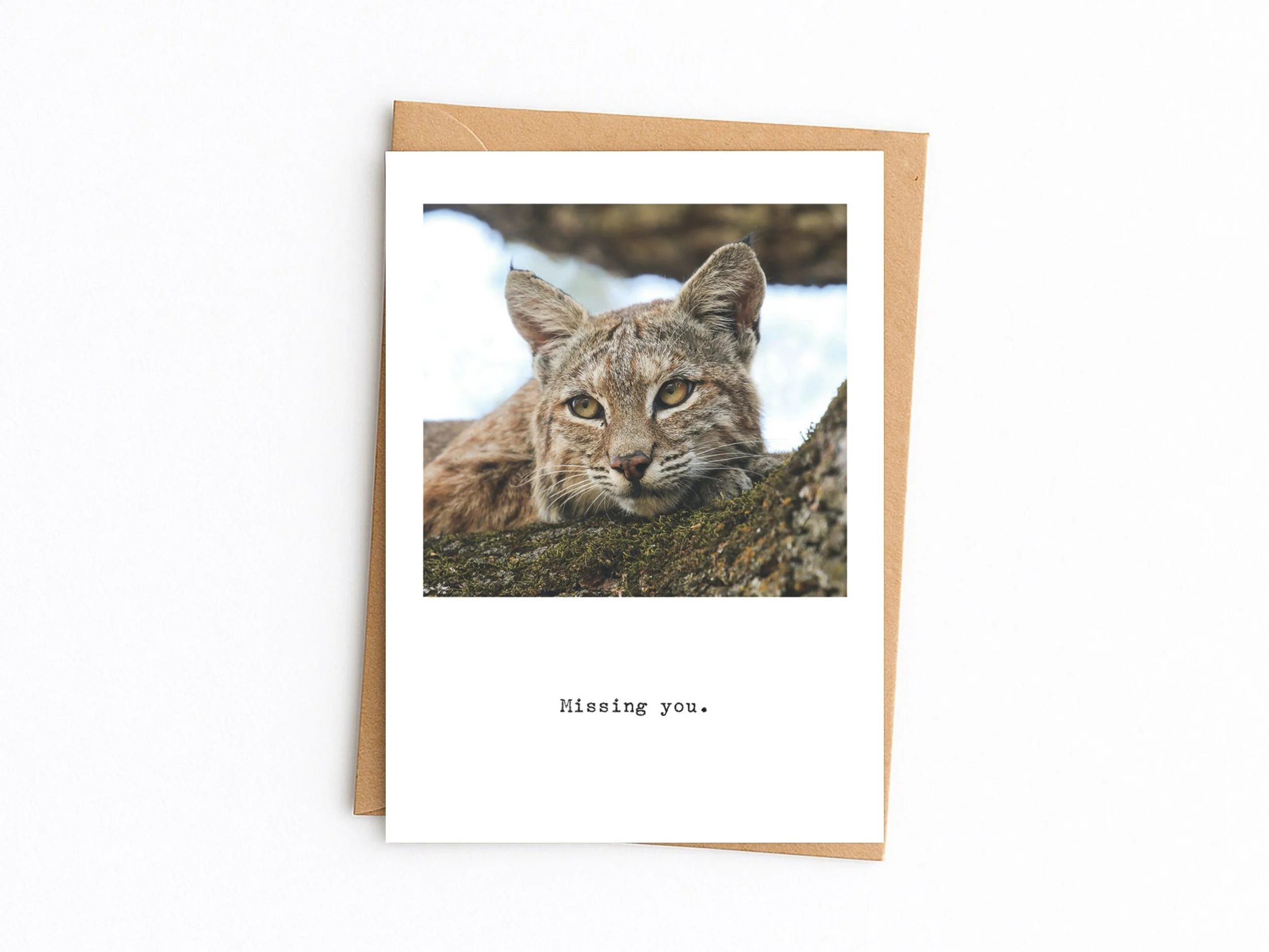 Missing You. Bobcat