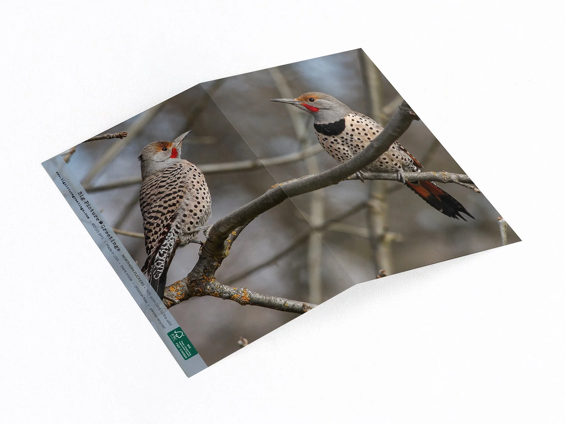 Northern Flickers wrap around card
