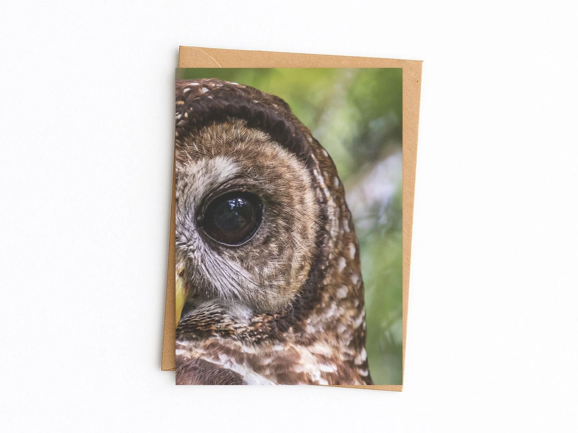 spotted owl kraft.jpg