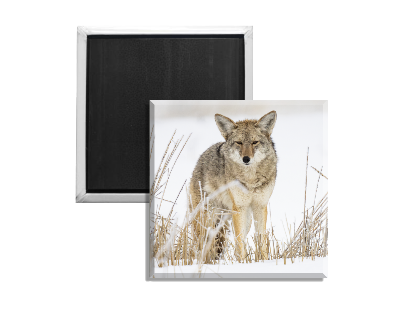 grit coyote magnet.png