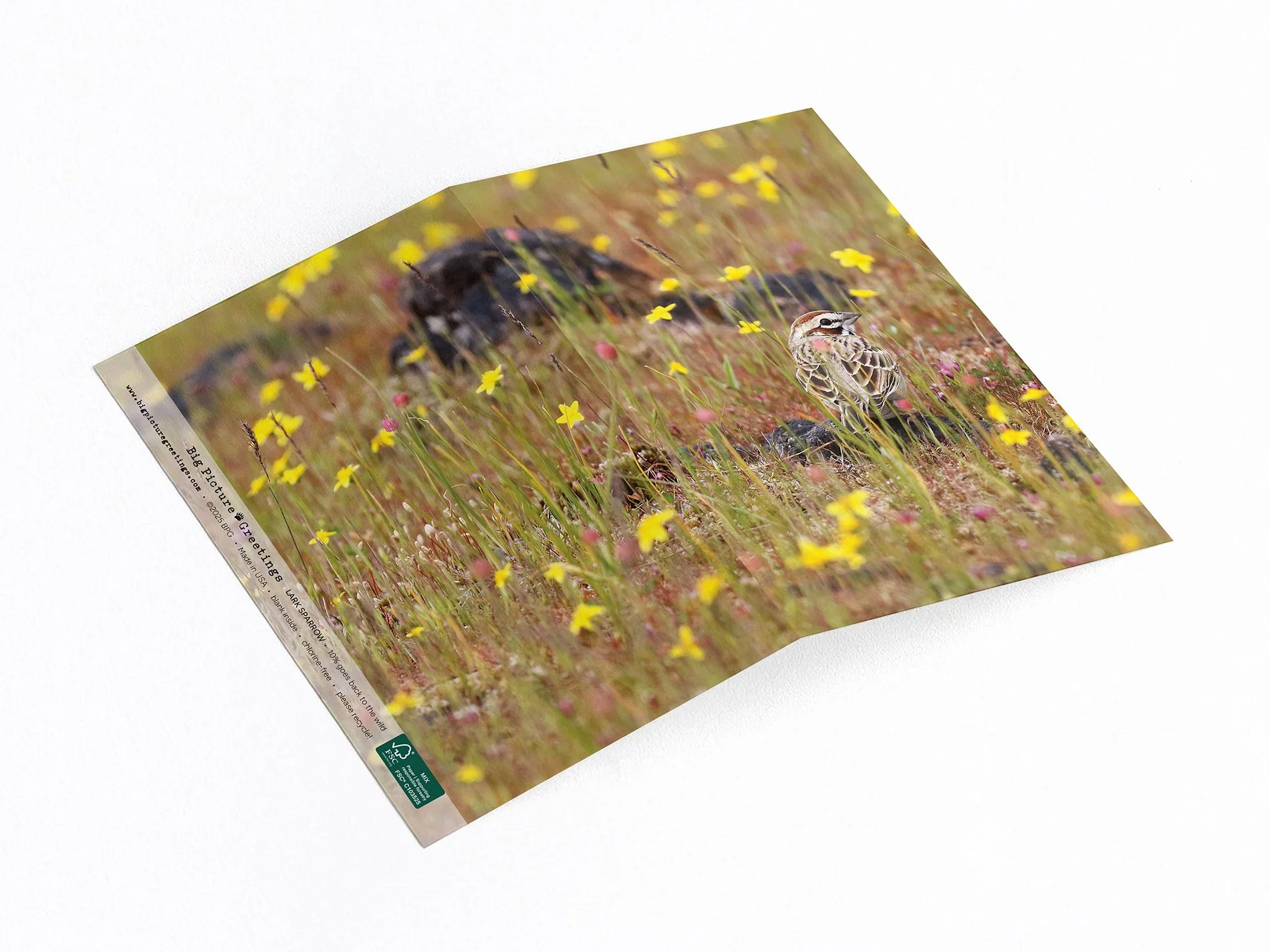 Lark Sparrow wrap around card