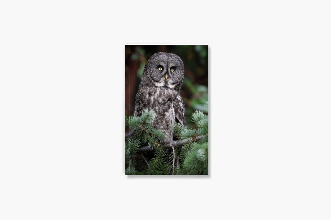 Owl Journal
