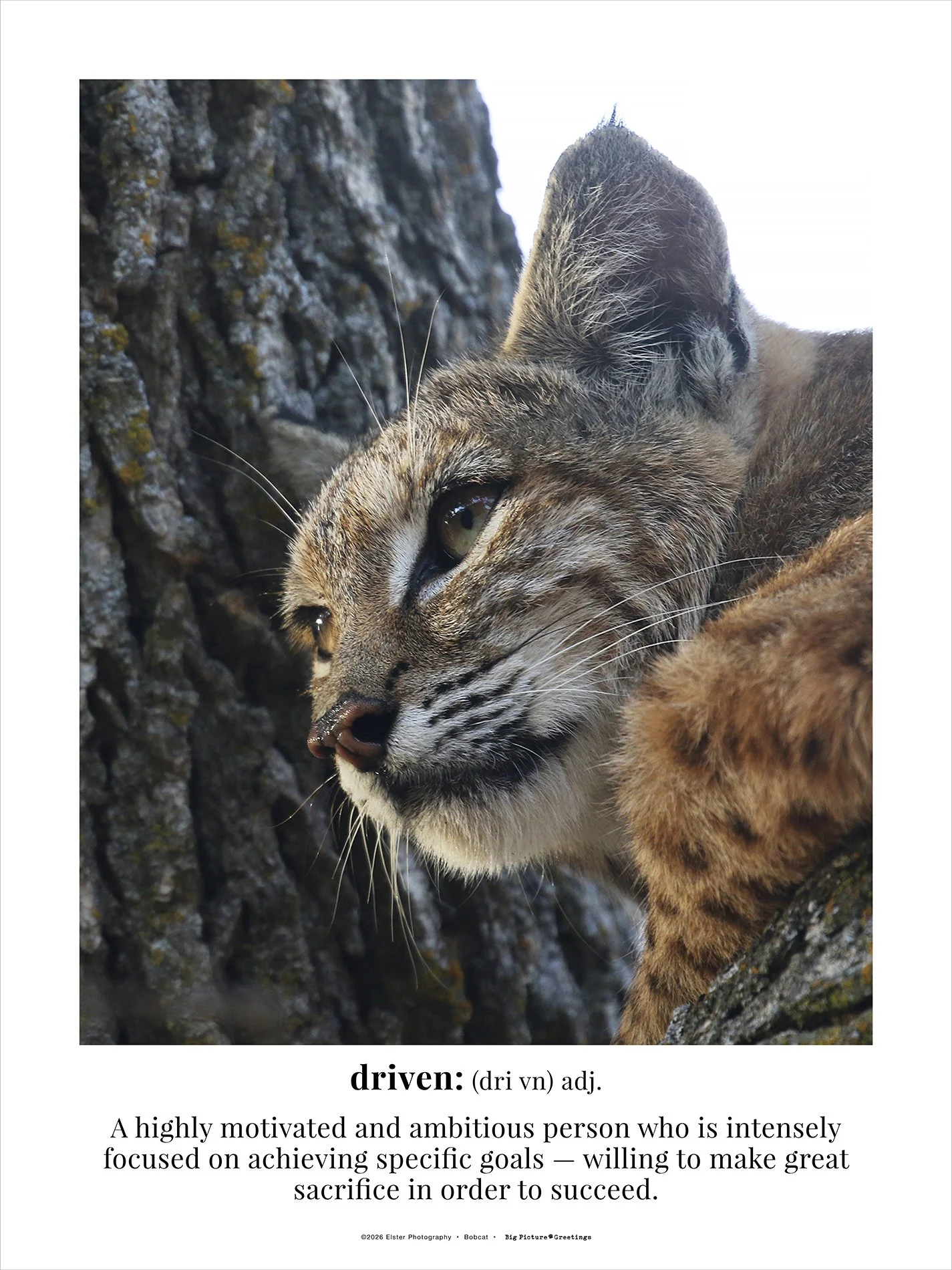 18x24 Bobcat poster: 