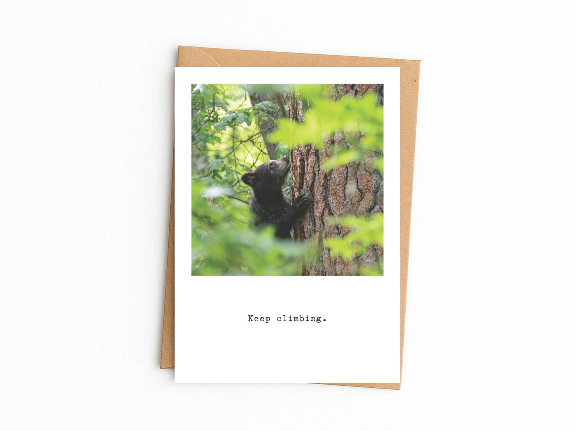Black Bear cub. "Keep Climbing"