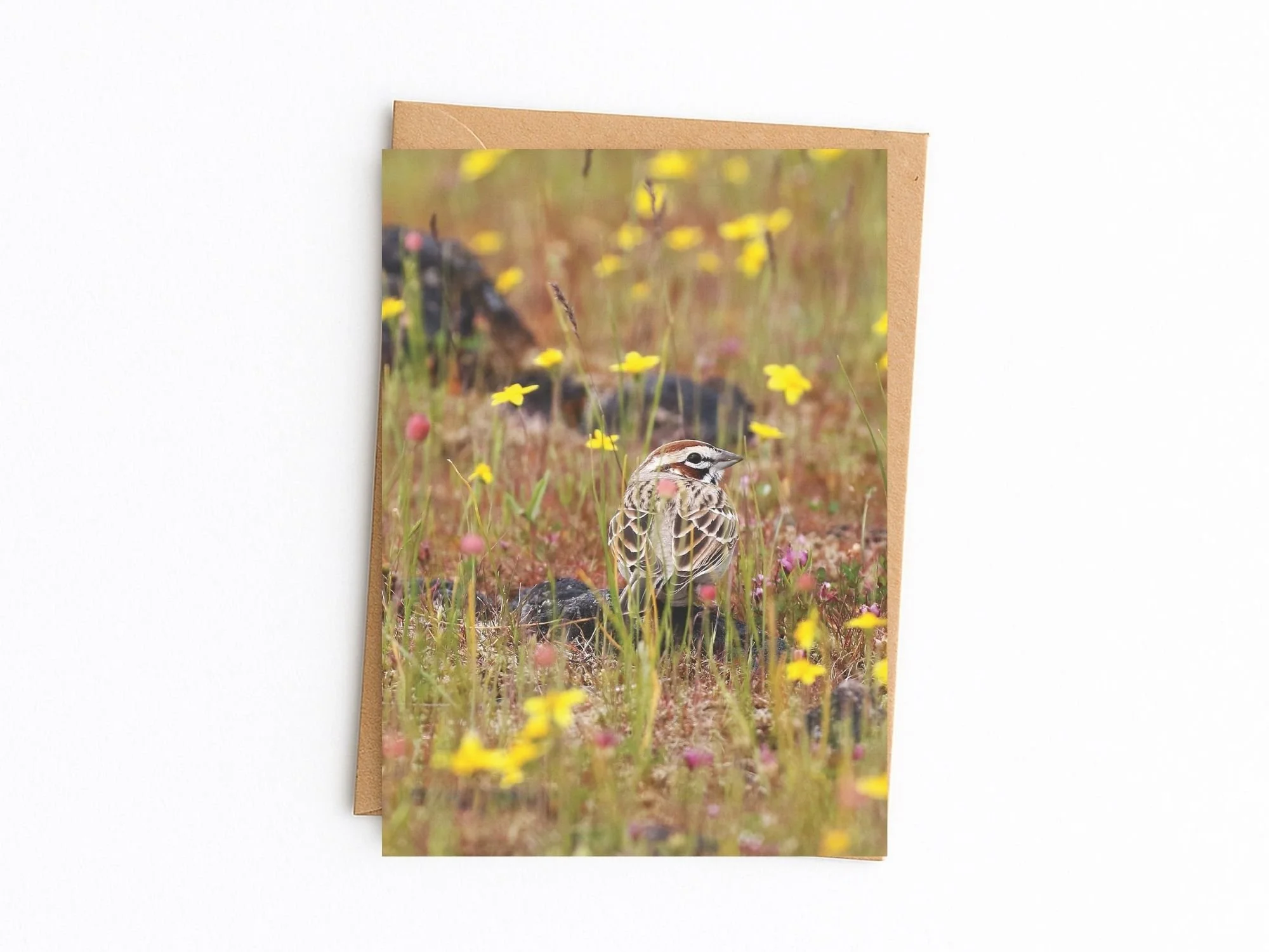 lark sparrow kraft.jpg