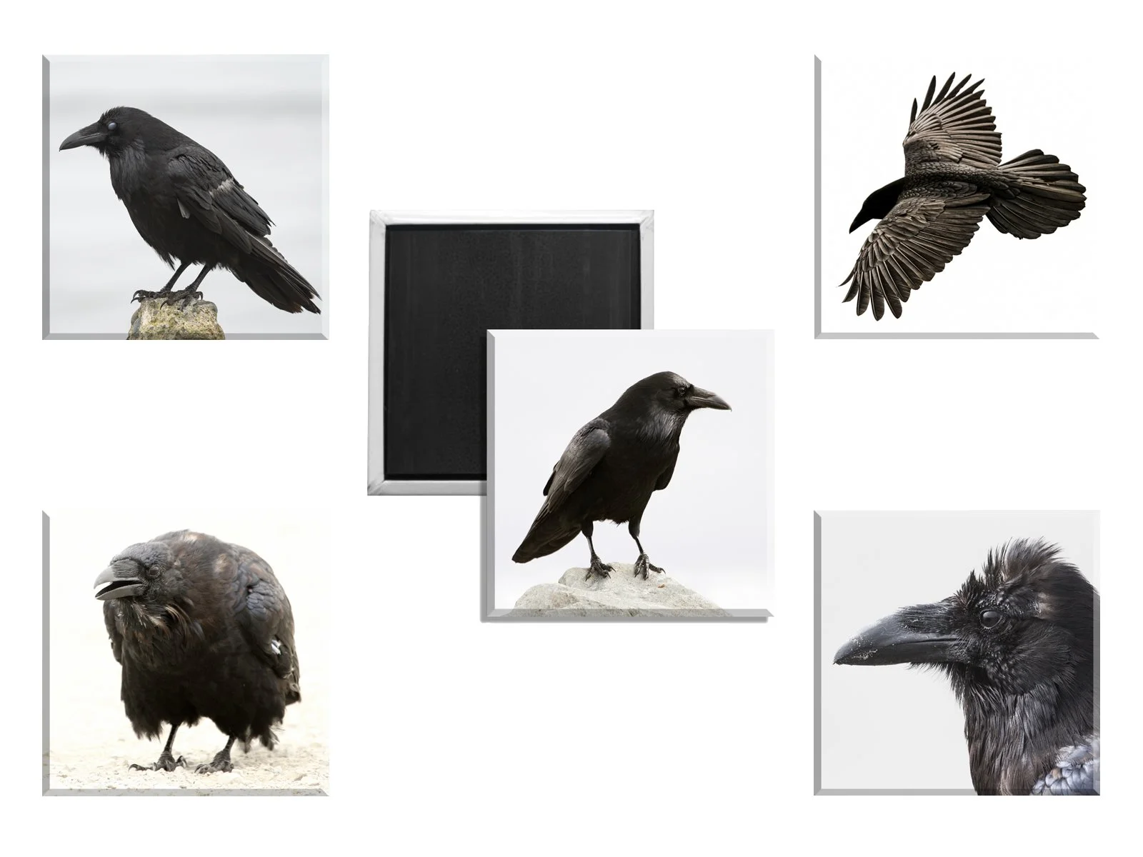 Raven Magnets - Set of 5