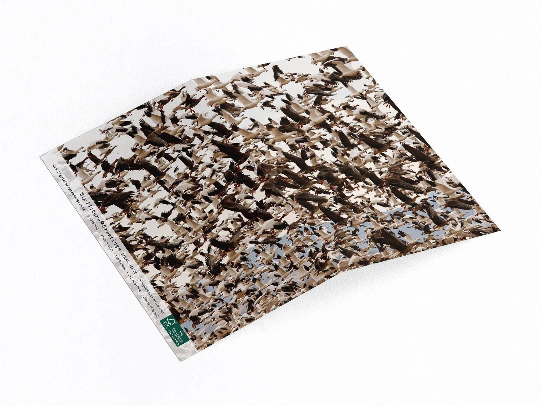 Snow Geese wrap around card