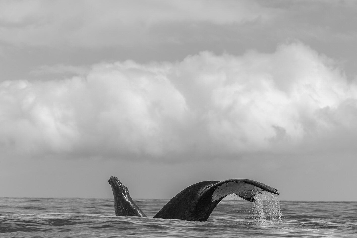 The beauty of overcast days&hellip;

These two were putting on quite the show, slapping their tails and breaching several times as a male was lurking around&hellip; he ultimately left but that calf couldn&rsquo;t have enough jumping around!

.
.
.
.
