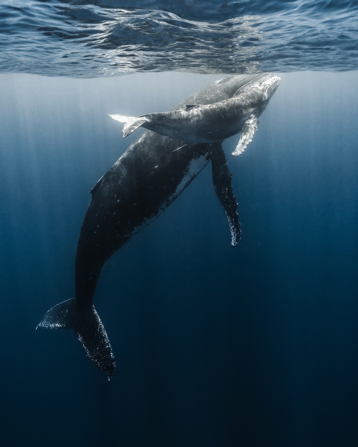 The light does its magic underwater as a mother and her calf come up to the surface&hellip; 

.
.
.
.
.
.
.
.
#whales #whale #surf #whalewatching #nature #dolphins #wildlife #sea #humpbackwhale #marinelife #picoftheday #instagood #animals #whalewatch