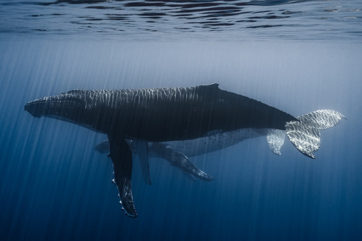 The sun dances on their skin, a symphony of light, a poem written with silent words.

.
.
.
.
.
.
.
.
#whales #whale #surf #whalewatching #nature #dolphins #wildlife #sea #humpbackwhale #marinelife #picoftheday #instagood #animals #whalewatch #whales