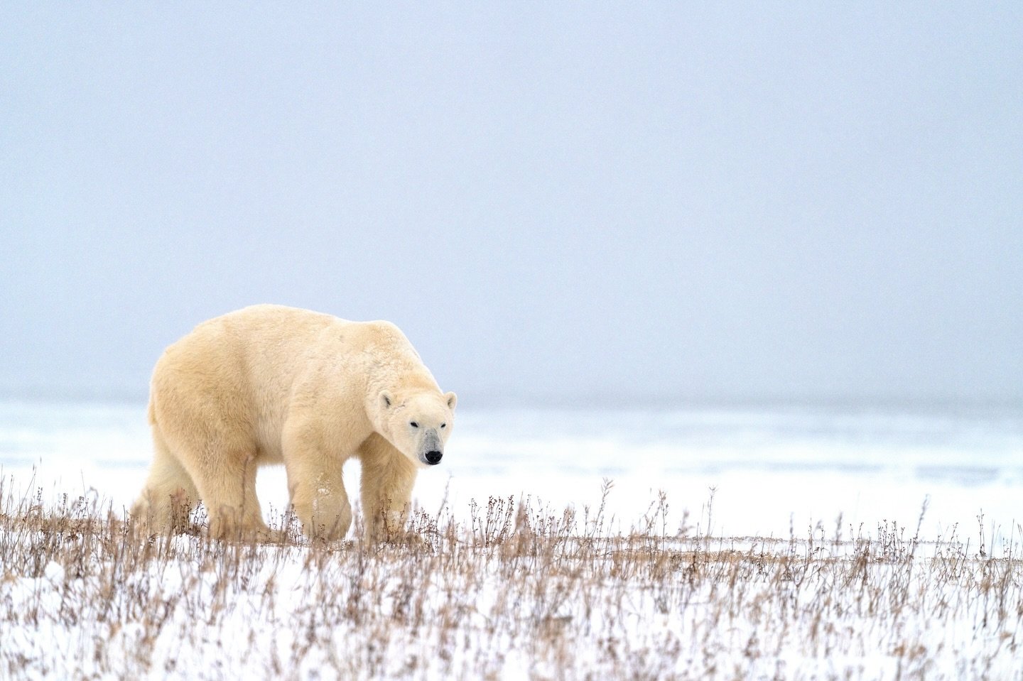 I&rsquo;ve been doing something quite new lately!

(wip)

.
.
.
.
.
.
.
.
#nature #canada #wildlife #sea #polarbear #polarbears #picoftheday #instagood #animals #whalewatch #whalesofinstagram #photography #marinemammals #cetacean #oceanlife #ocean #s